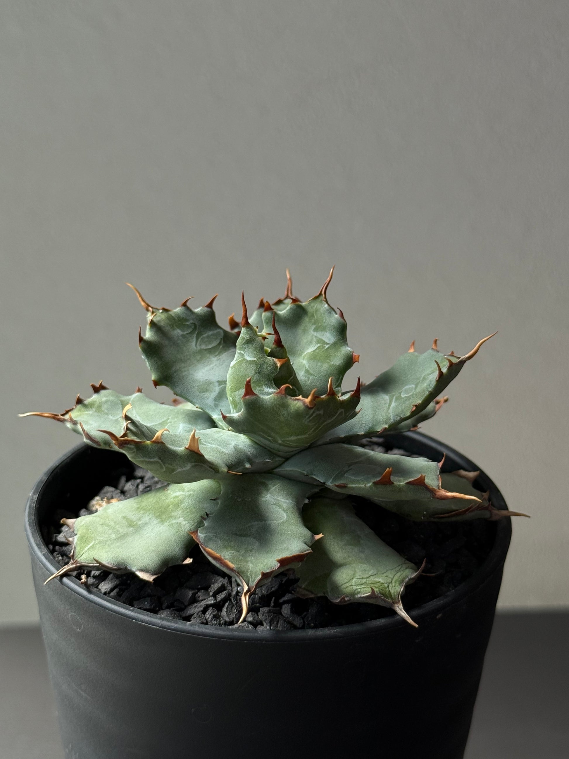 【Stano.Lab】<br>アガベ ハイブリッド<br> 'ヒメサソリガニ'