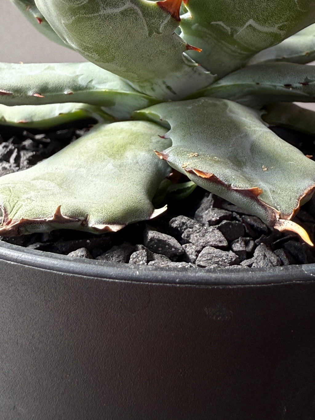 【Stano.Lab】<br>アガベ ハイブリッド<br> 'ヒメサソリガニ'