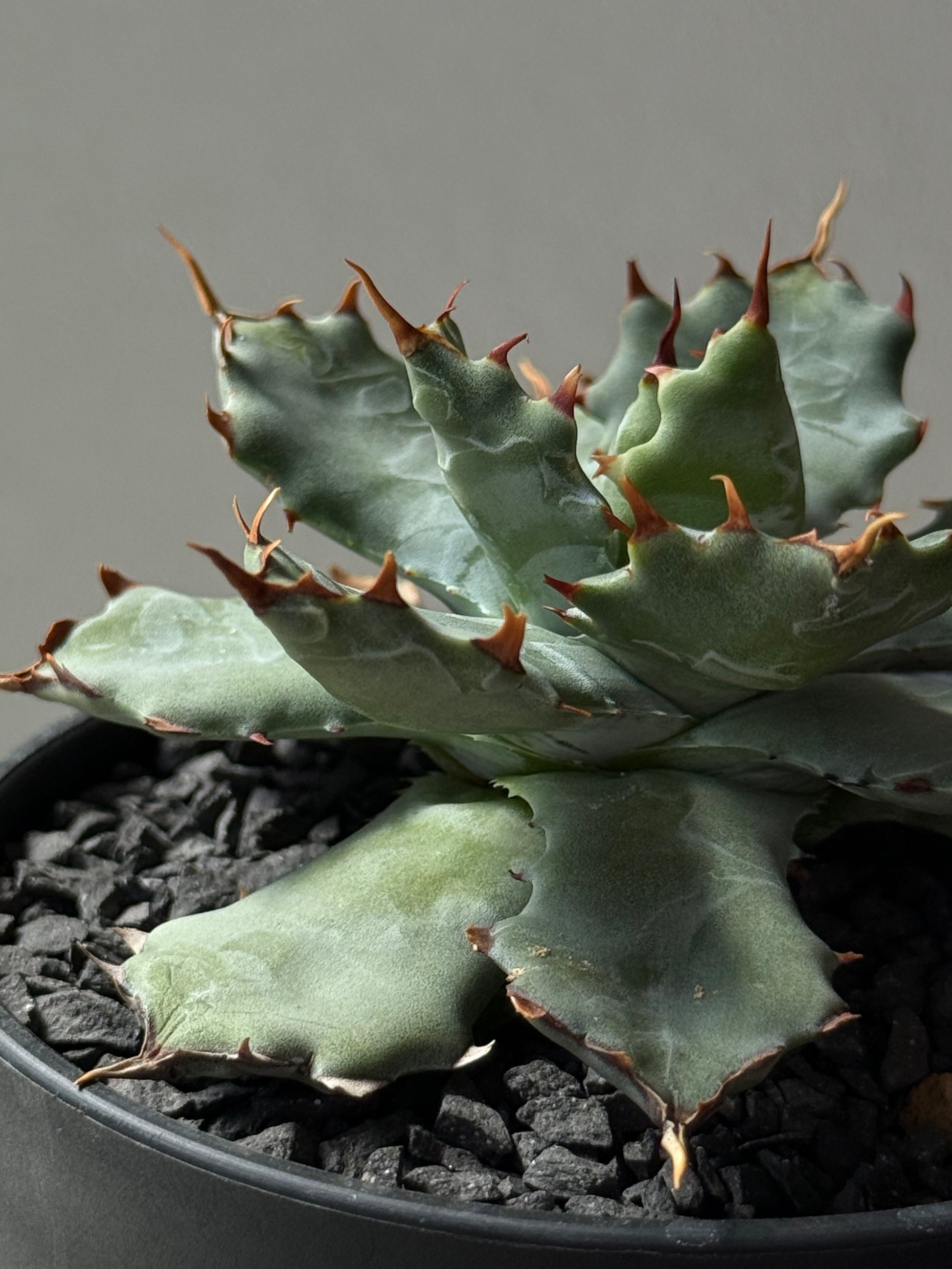 【Stano.Lab】<br>アガベ ハイブリッド<br> 'ヒメサソリガニ'