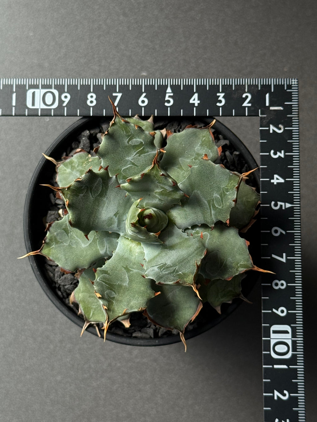 【Stano.Lab】<br>アガベ ハイブリッド<br> 'ヒメサソリガニ'