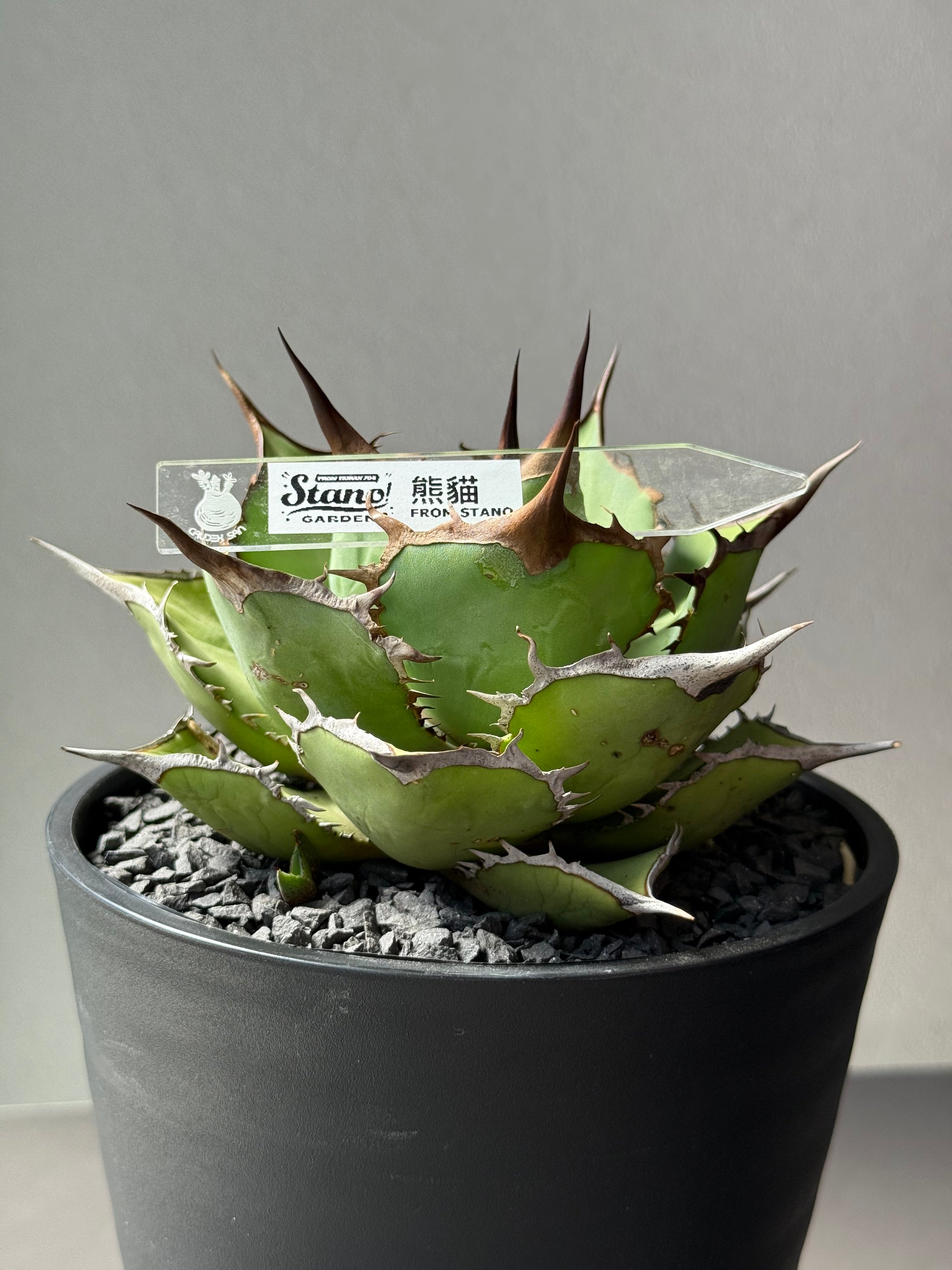 【Stano.Lab】<br>アガベ チタノタ<br> 'パンダ' GT-18