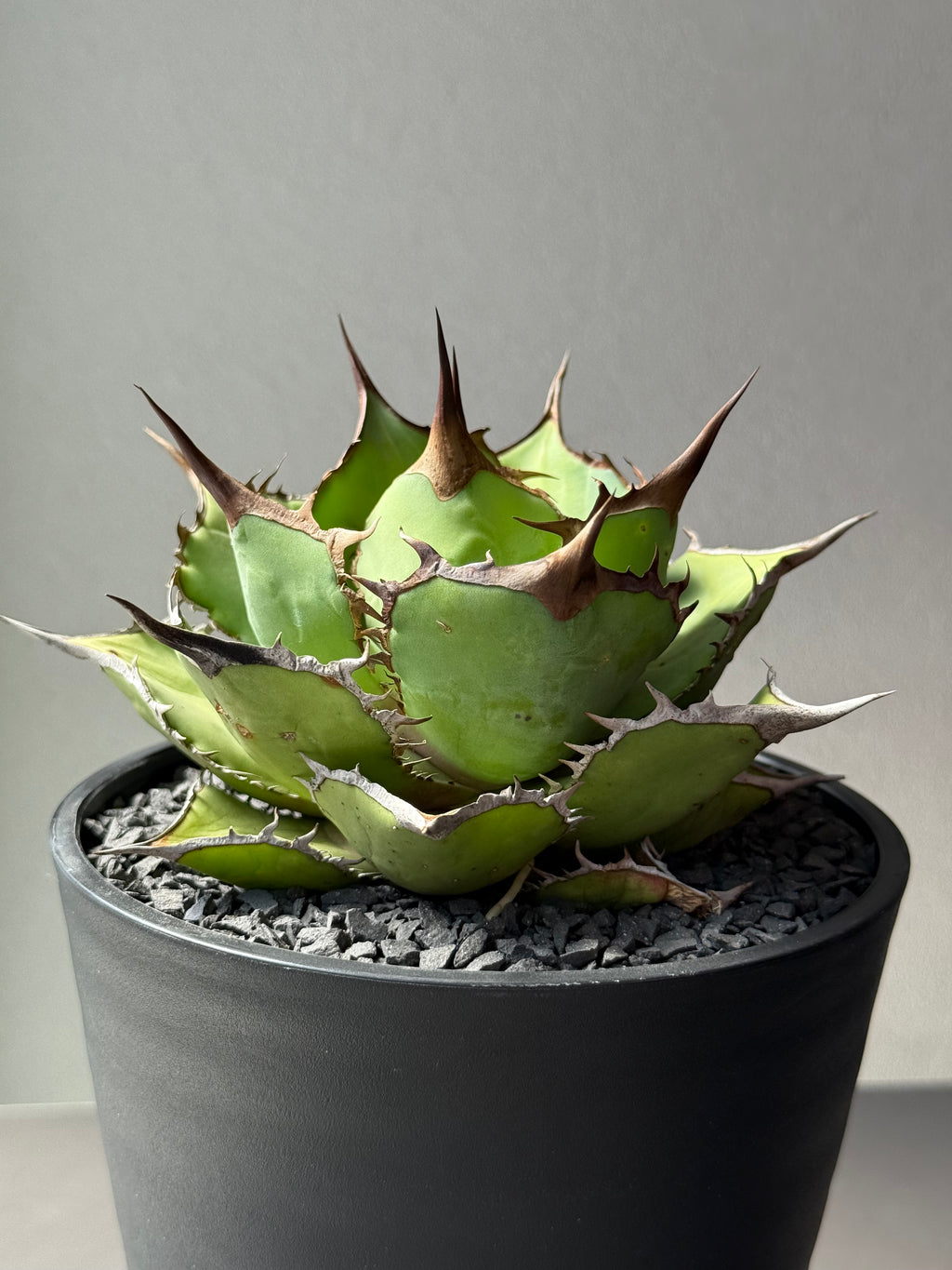 【Stano.Lab】<br>アガベ チタノタ<br> 'パンダ' GT-18