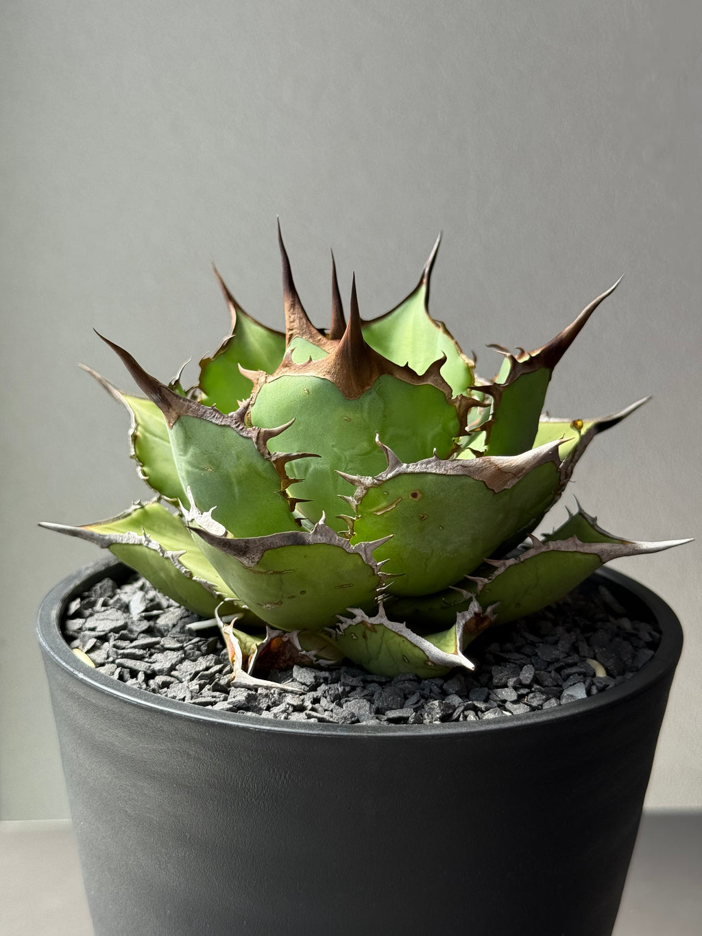 【Stano.Lab】<br>アガベ チタノタ<br> 'パンダ' GT-18