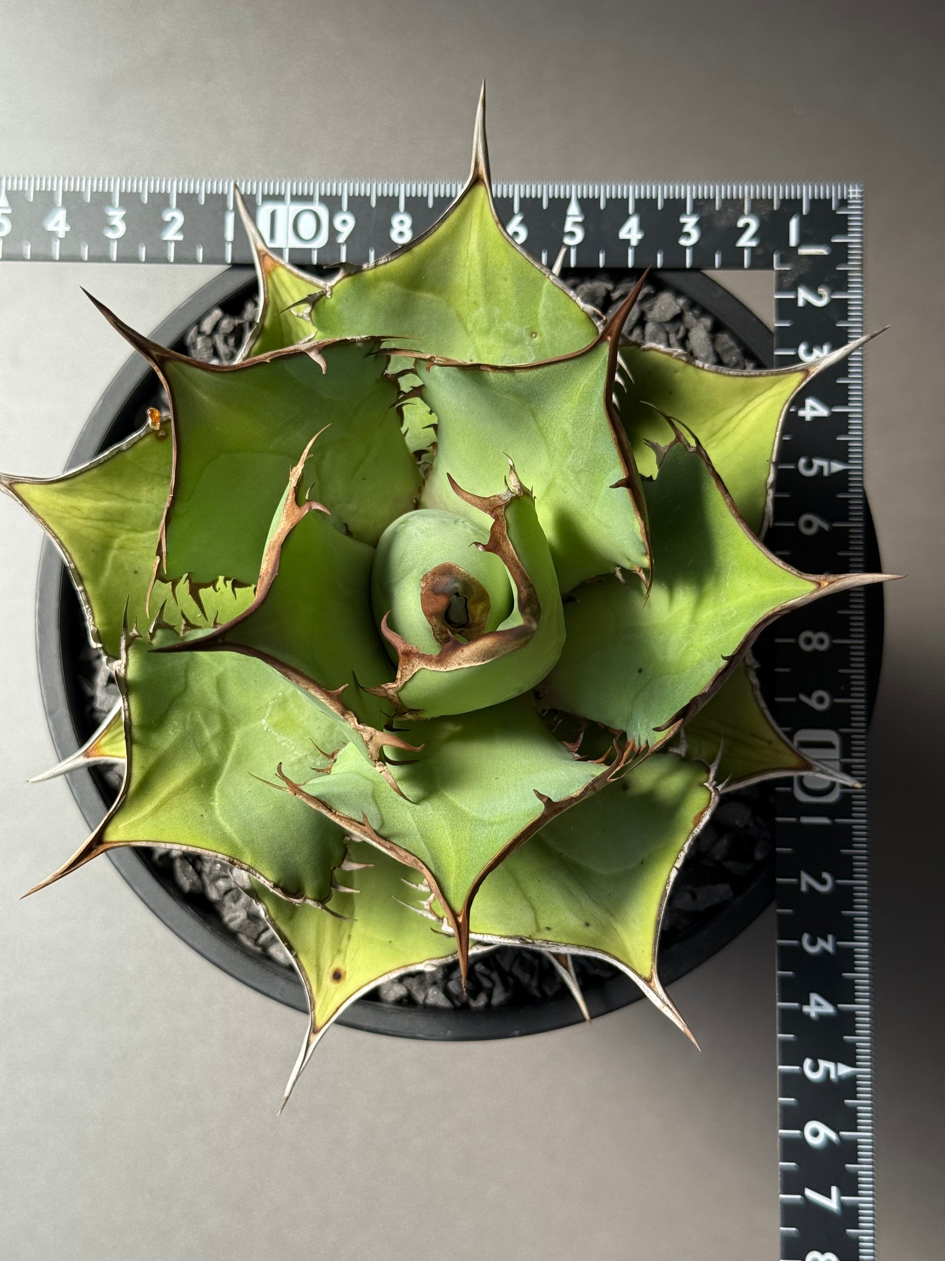 【Stano.Lab】<br>アガベ チタノタ<br> 'パンダ' GT-18