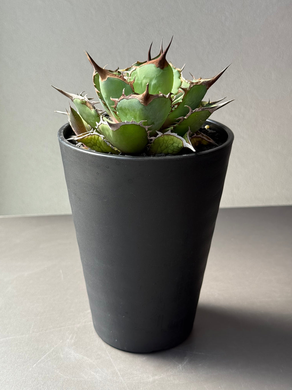 【Stano.Lab】<br>アガベ チタノタ<br> 'パンダ' GT-19