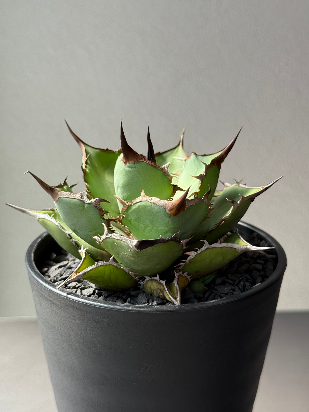 【Stano.Lab】<br>アガベ チタノタ<br> 'パンダ' GT-19