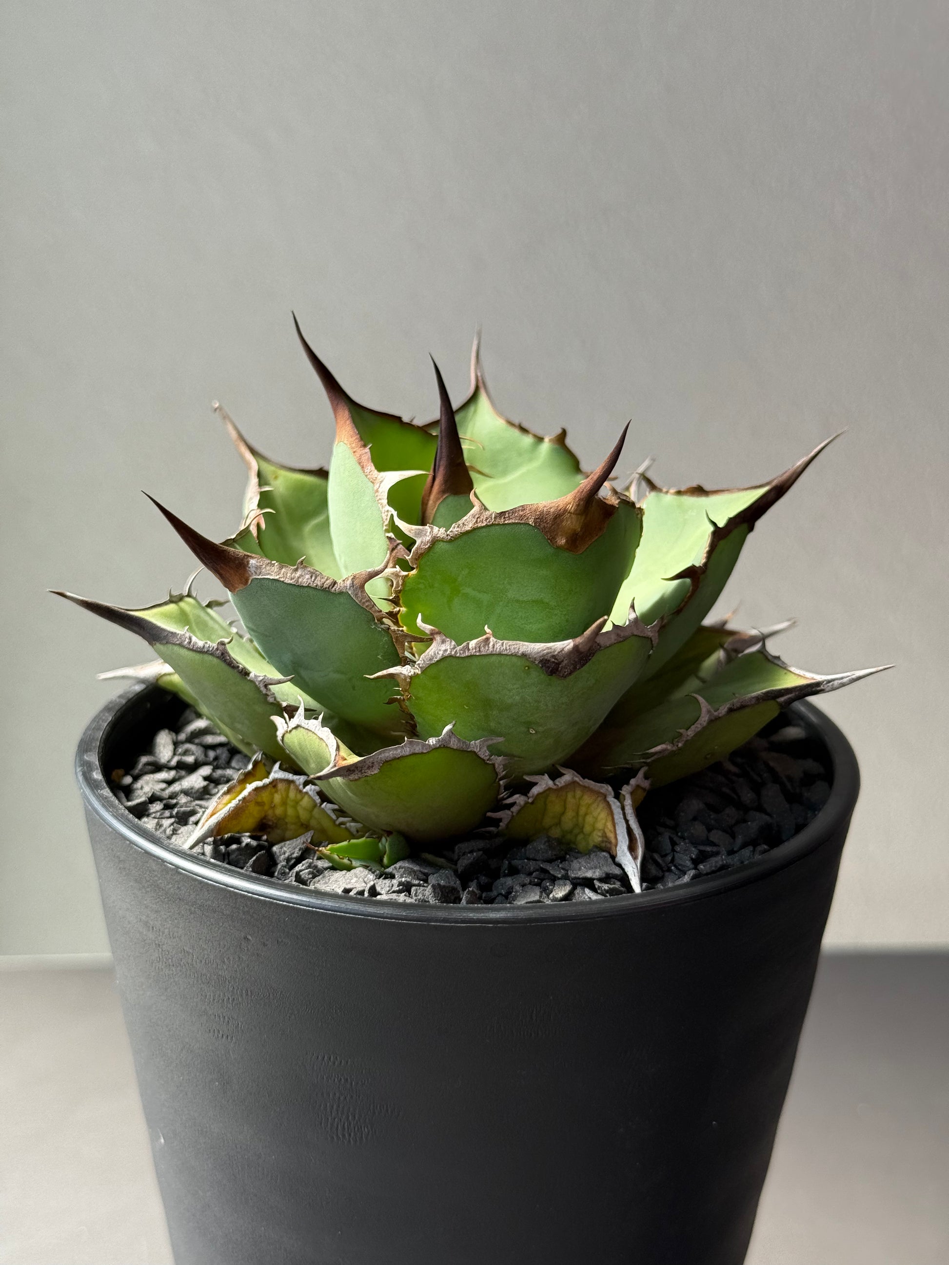 【Stano.Lab】<br>アガベ チタノタ<br> 'パンダ' GT-19