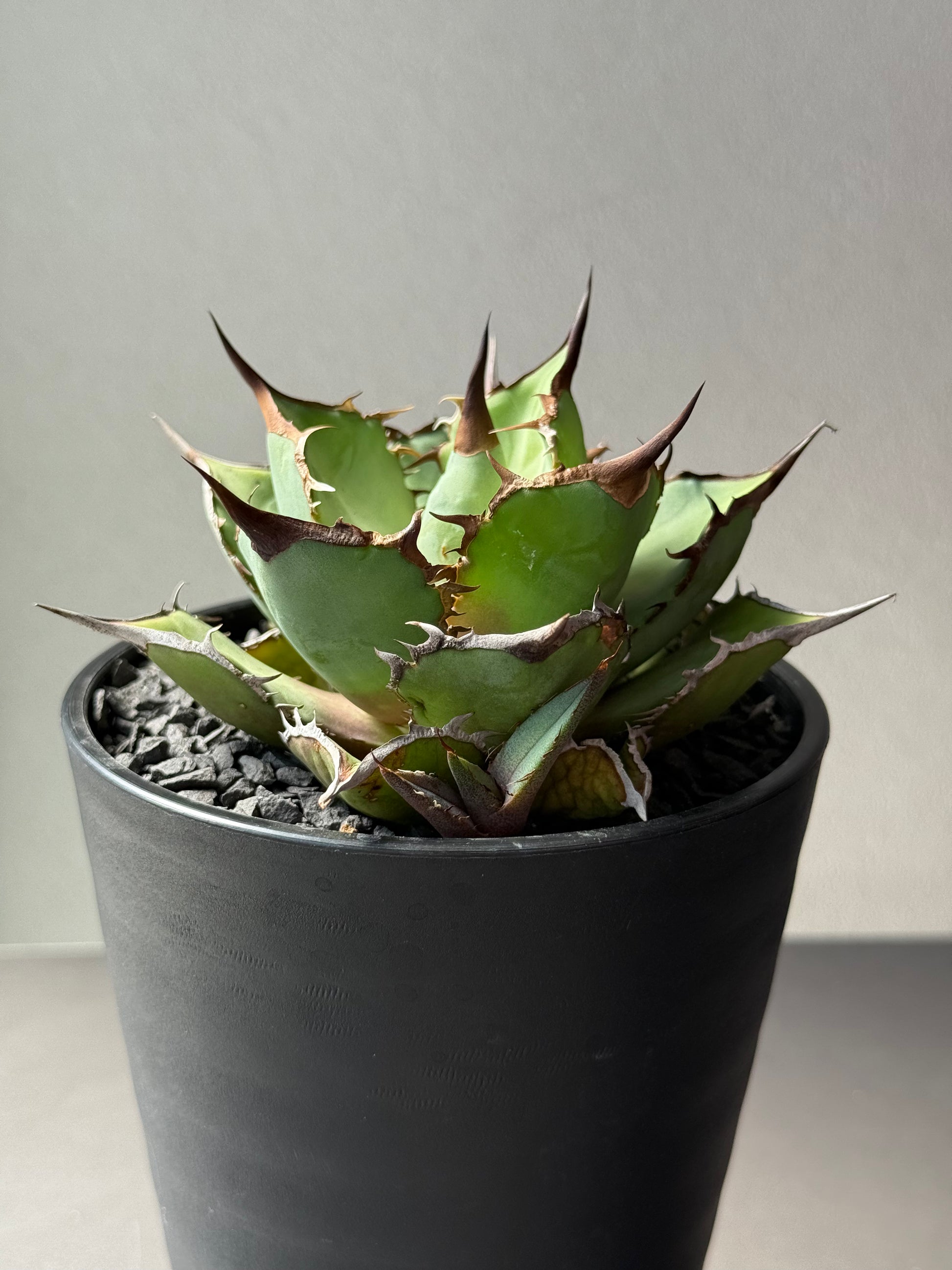 【Stano.Lab】<br>アガベ チタノタ<br> 'パンダ' GT-19