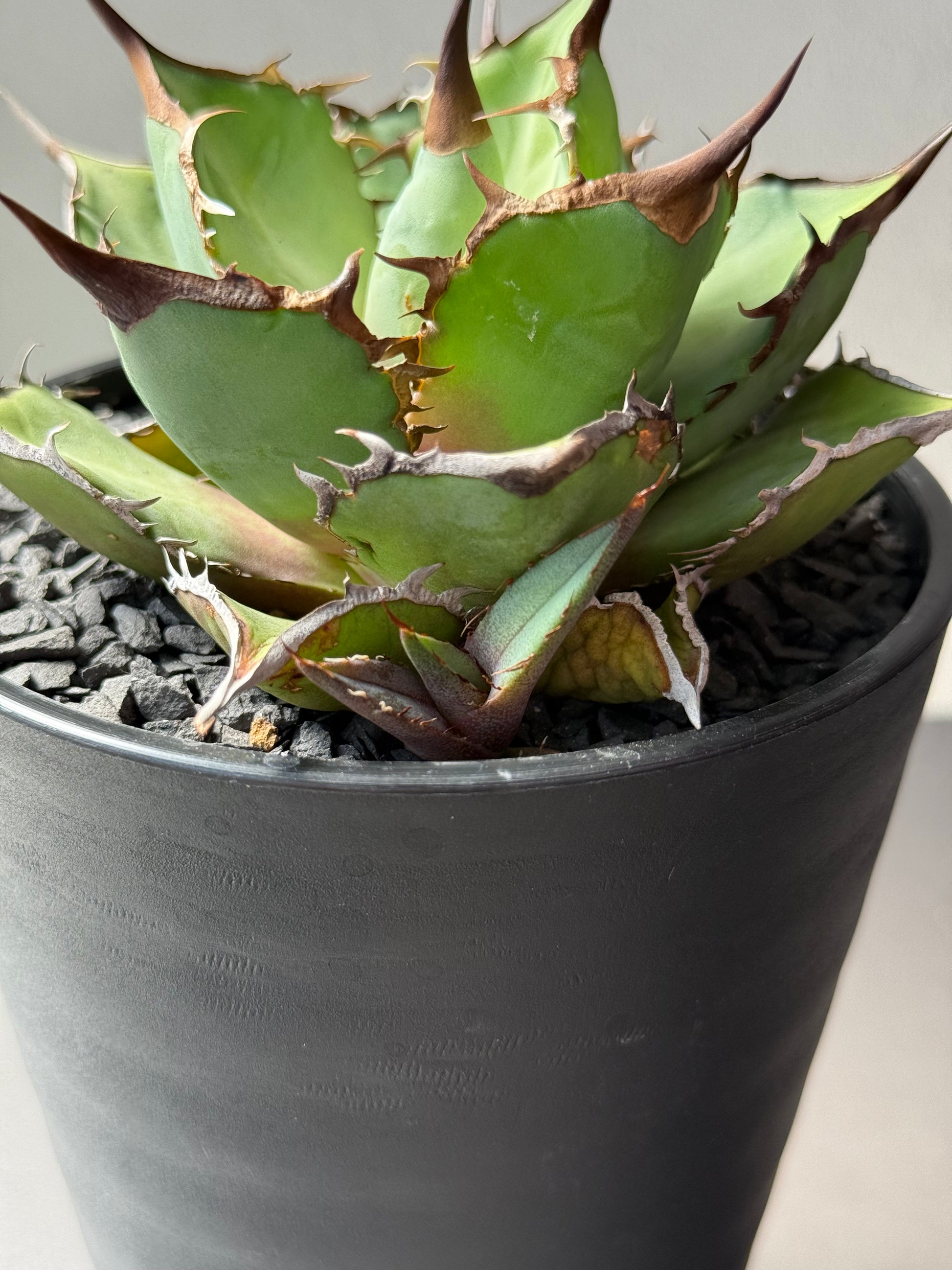 【Stano.Lab】<br>アガベ チタノタ<br> 'パンダ' GT-19