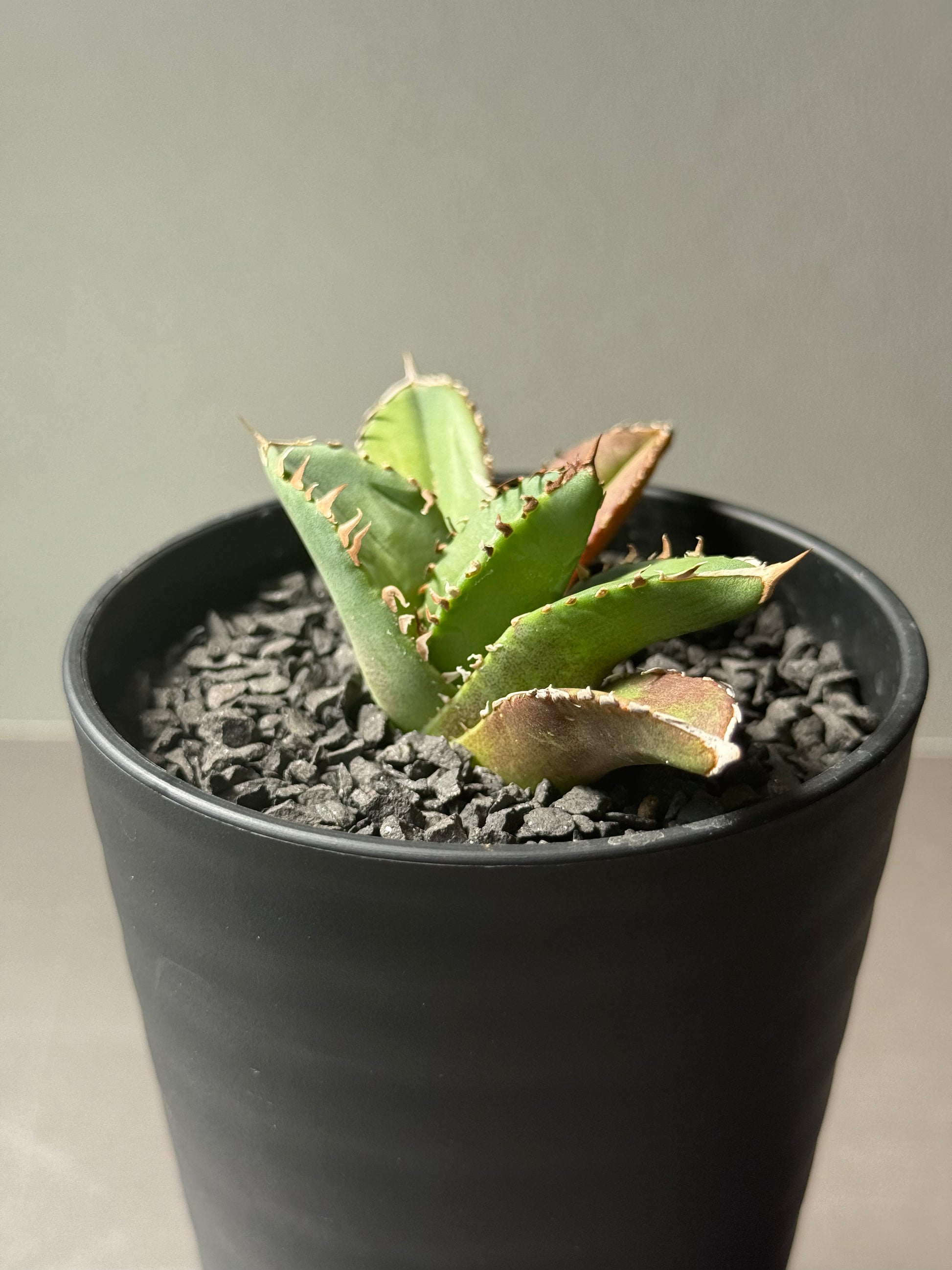 【Stano.Lab】<br>アガベ チタノタ <br>'クラウン'