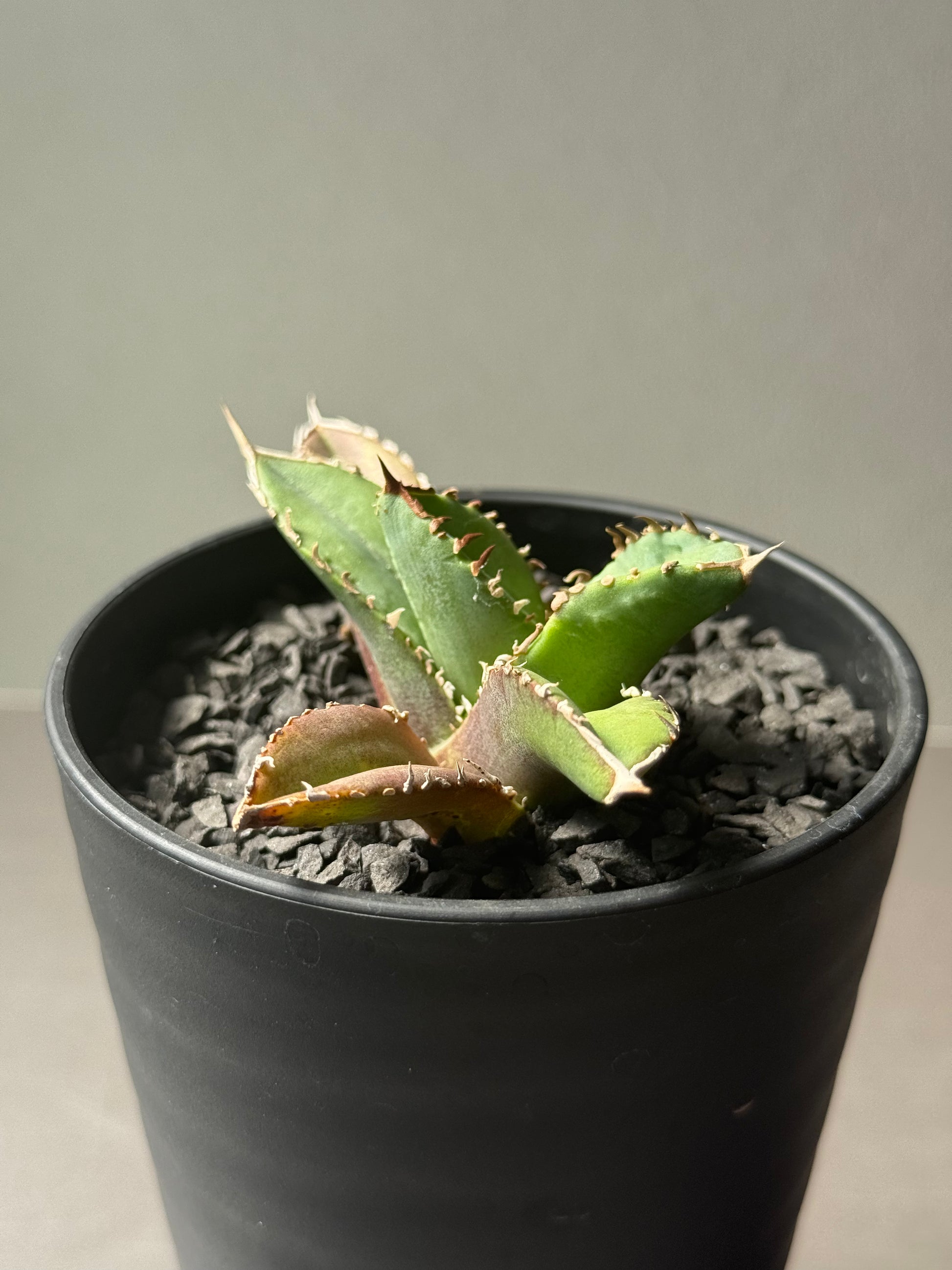 【Stano.Lab】<br>アガベ チタノタ <br>'クラウン'