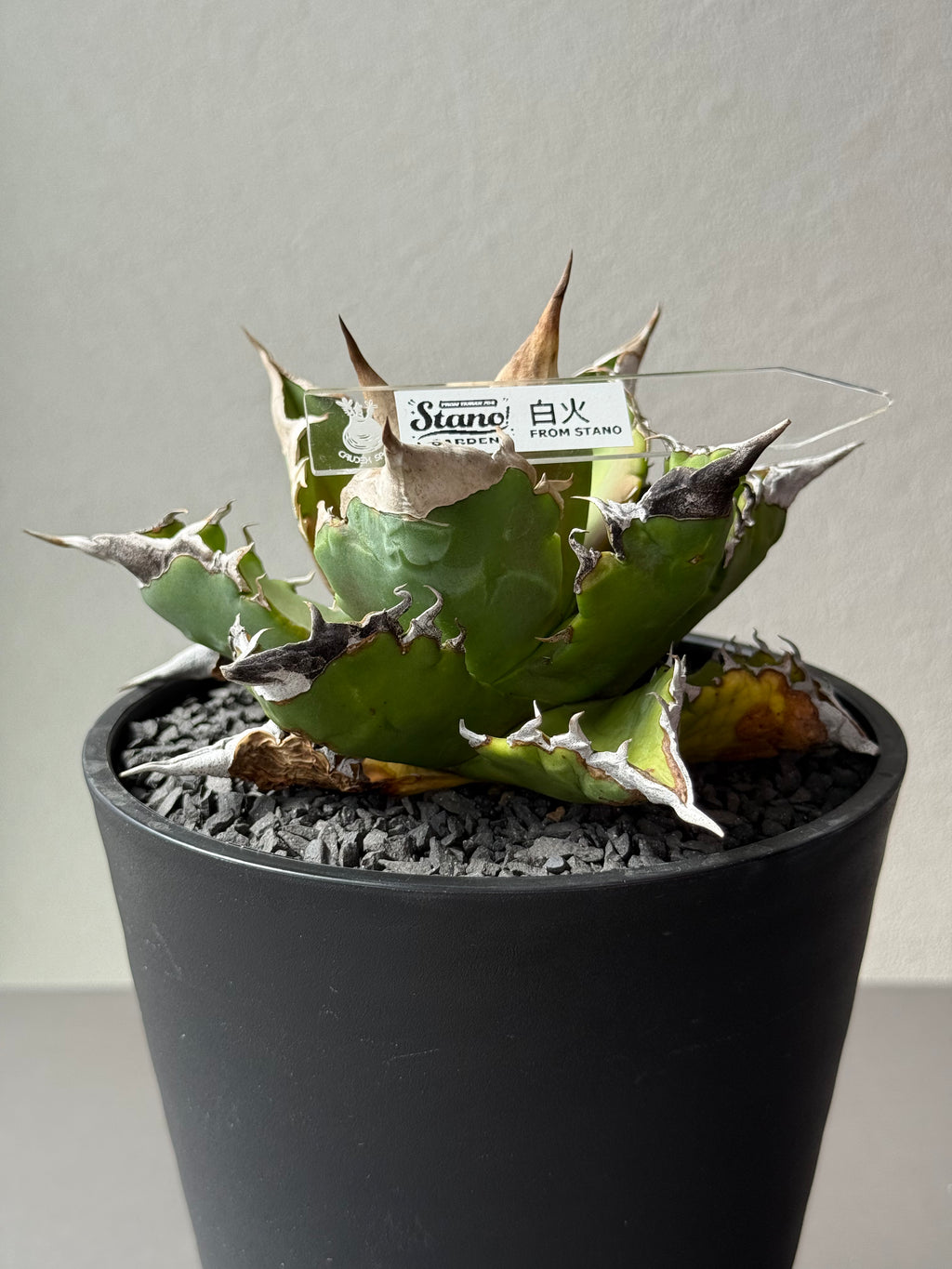 【Stano.Lab】<br>アガベ チタノタ<br> 'ホワイトファイヤー' GT-22