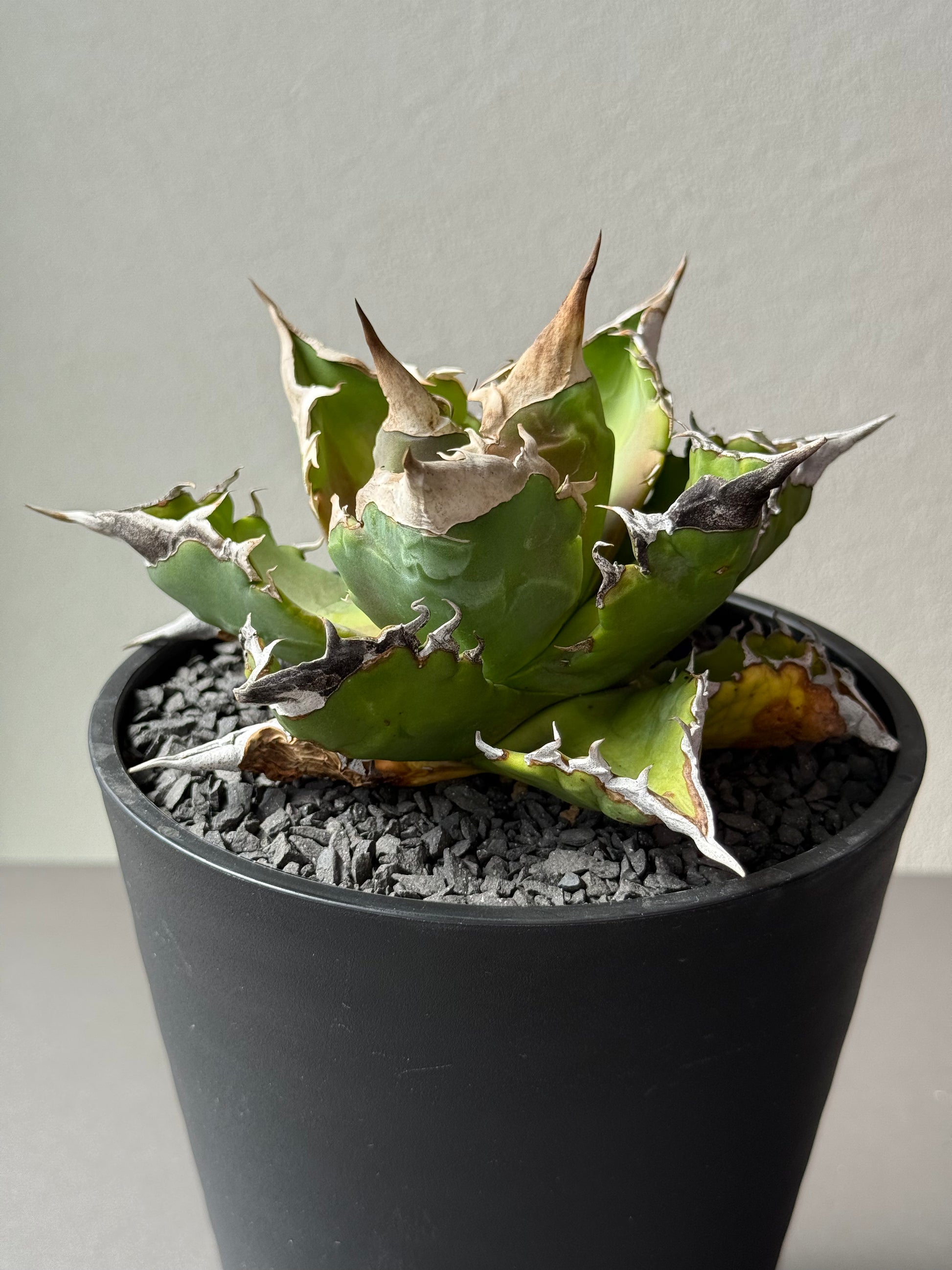 【Stano.Lab】<br>アガベ チタノタ<br> 'ホワイトファイヤー' GT-22