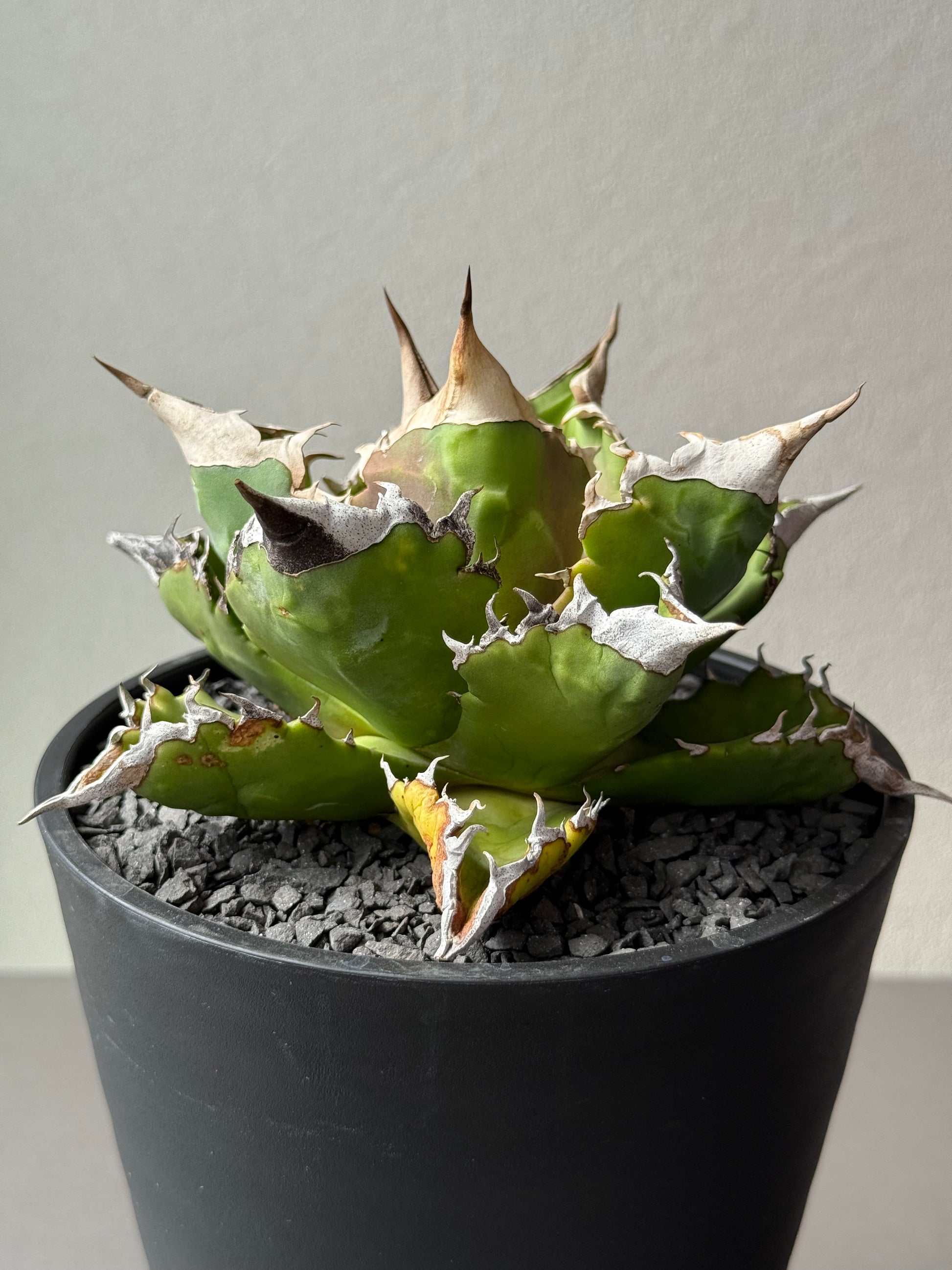 【Stano.Lab】<br>アガベ チタノタ<br> 'ホワイトファイヤー' GT-22