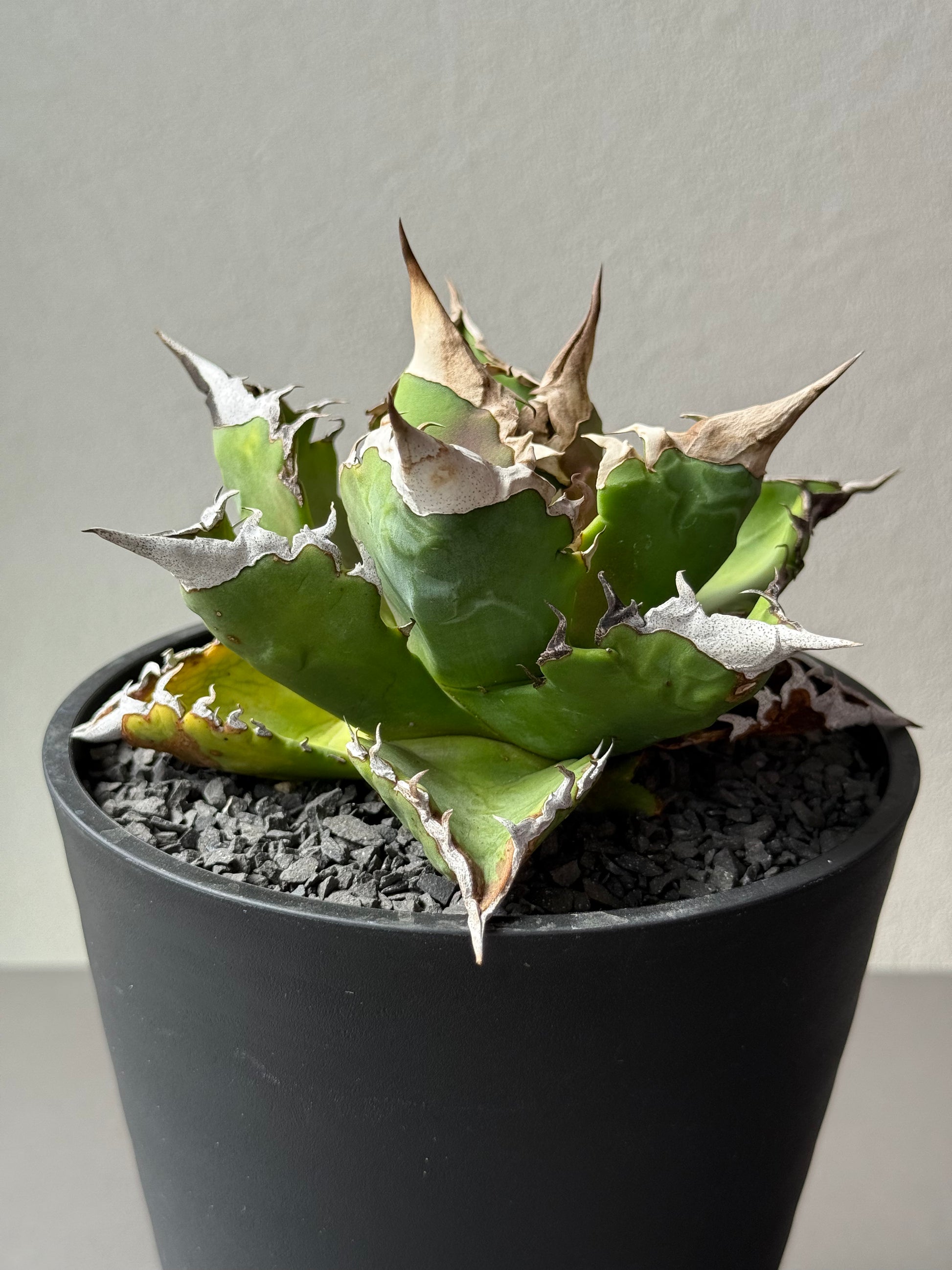 【Stano.Lab】<br>アガベ チタノタ<br> 'ホワイトファイヤー' GT-22