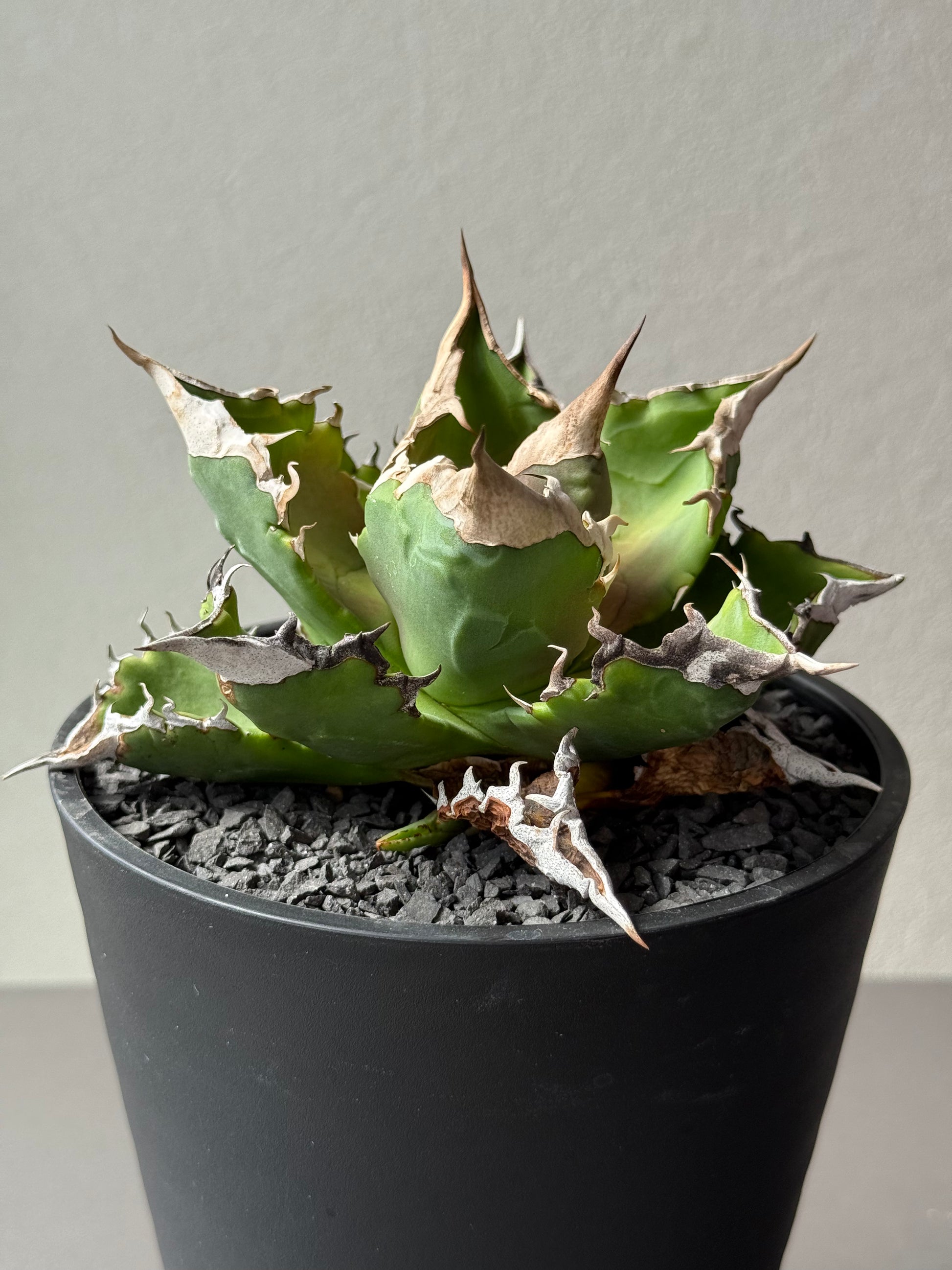 【Stano.Lab】<br>アガベ チタノタ<br> 'ホワイトファイヤー' GT-22