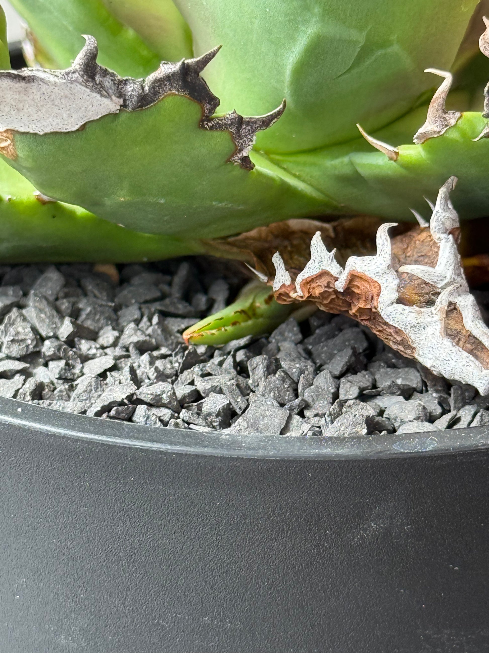 【Stano.Lab】<br>アガベ チタノタ<br> 'ホワイトファイヤー' GT-22