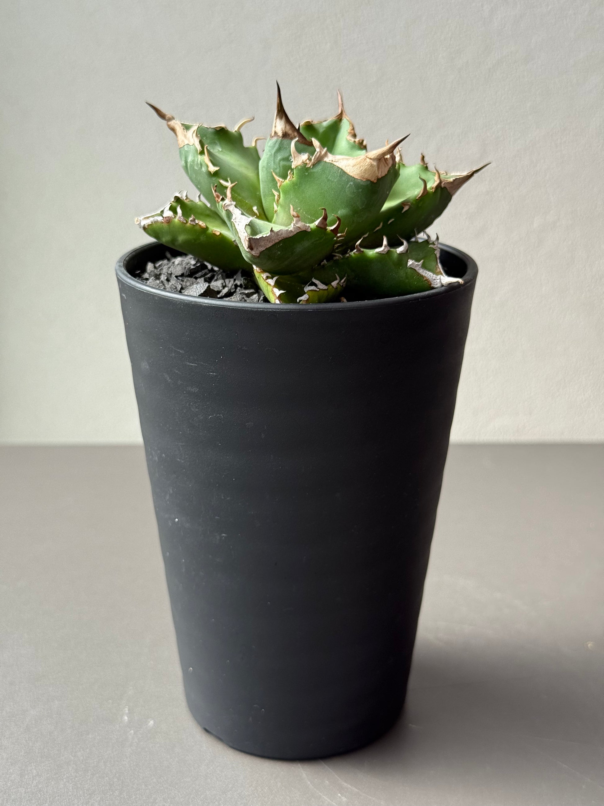 【Stano.Lab】<br>アガベ チタノタ<br> 'ホワイトファイヤー' GT-24