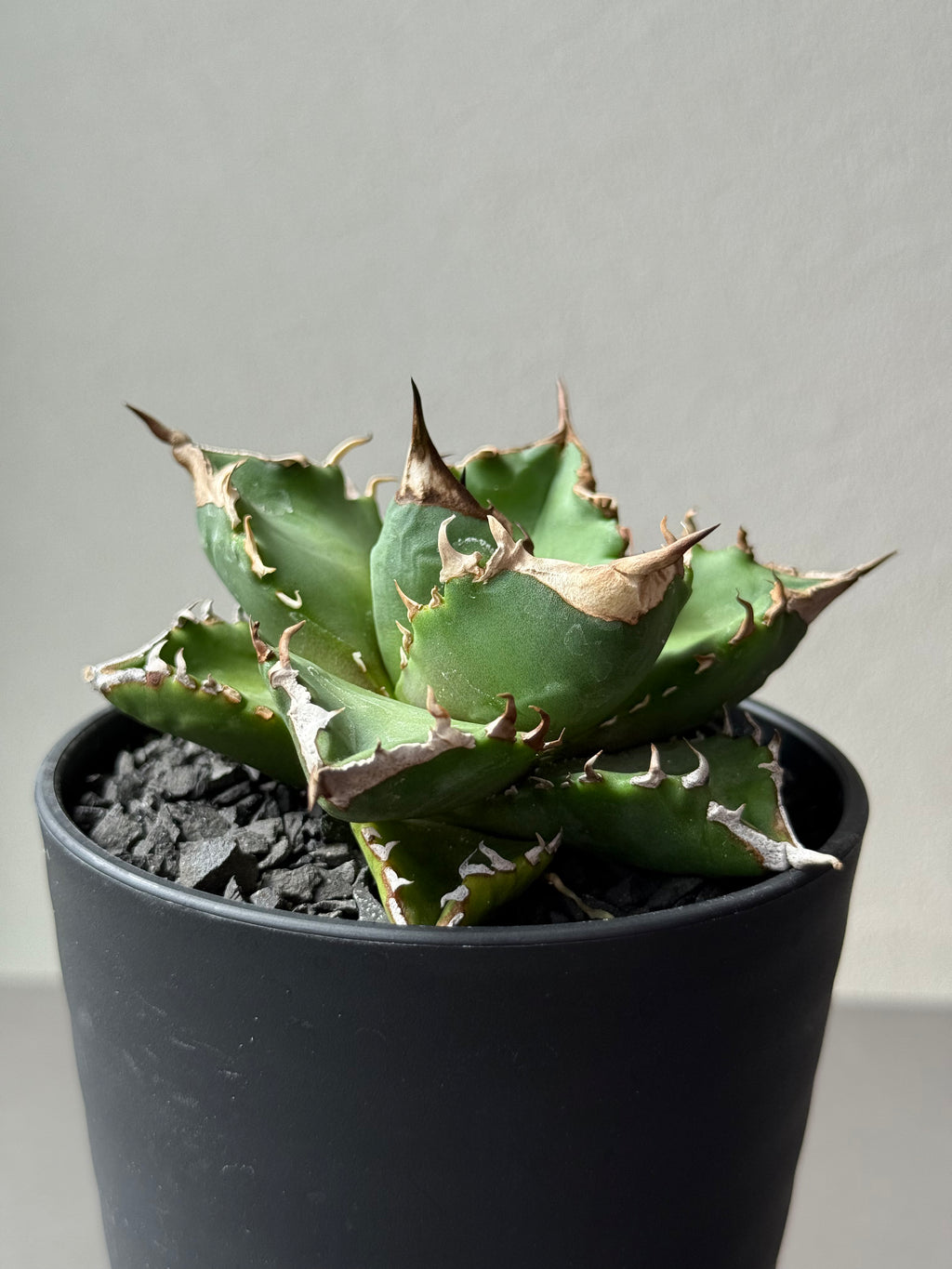 【Stano.Lab】<br>アガベ チタノタ<br> 'ホワイトファイヤー' GT-24