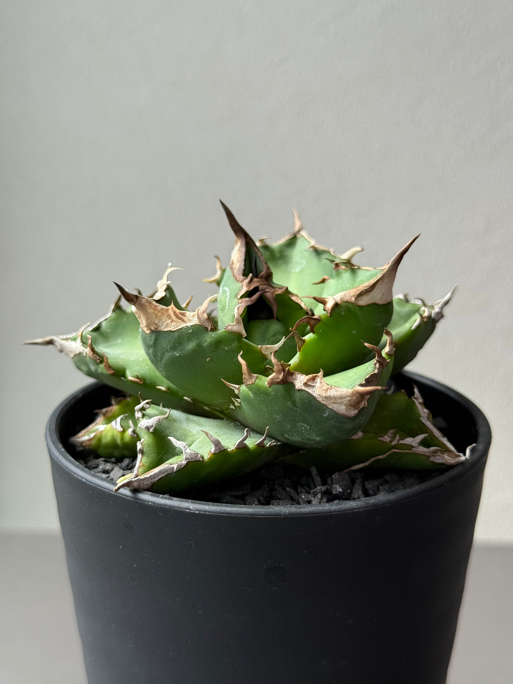 【Stano.Lab】<br>アガベ チタノタ<br> 'ホワイトファイヤー' GT-24