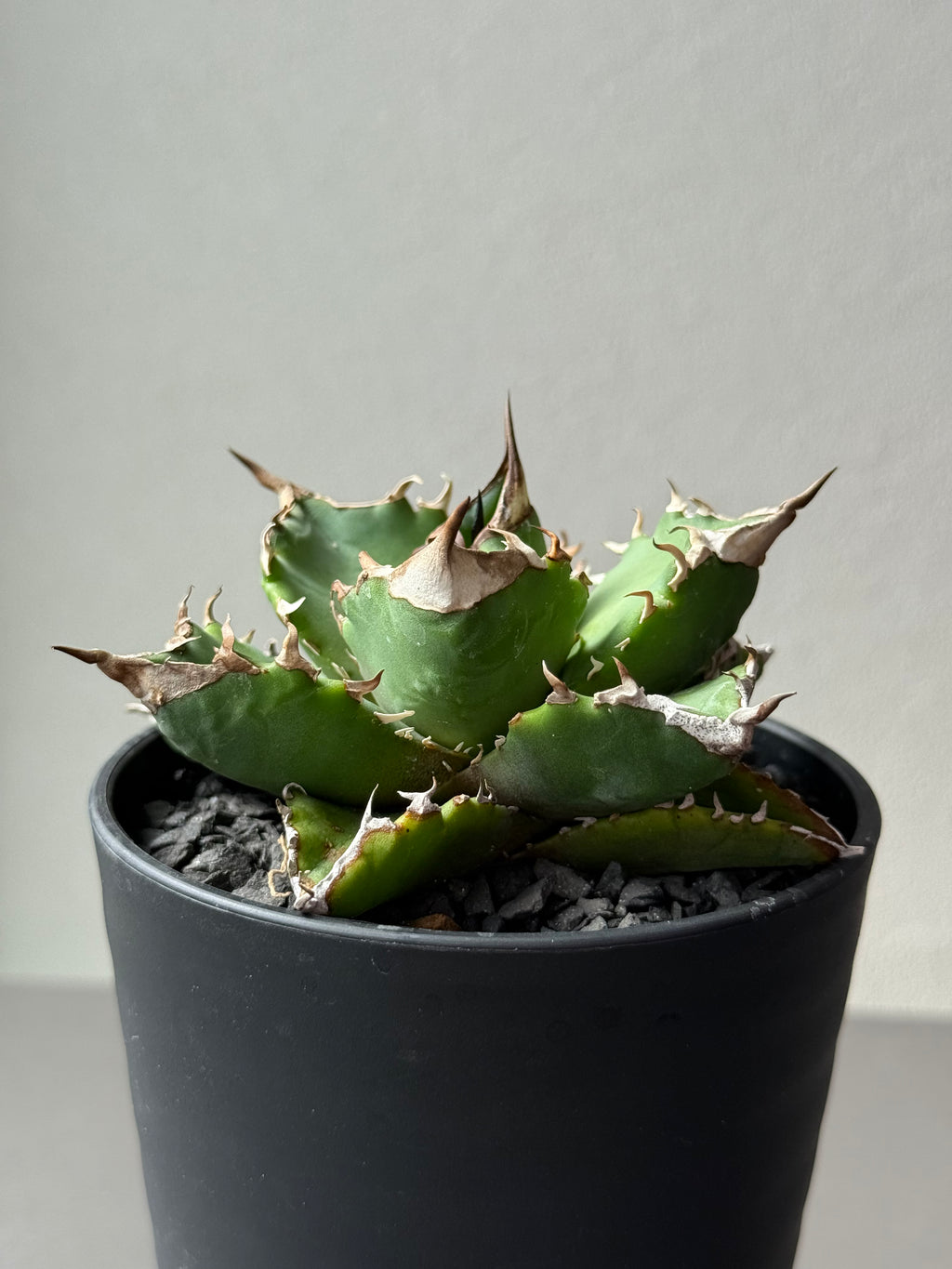 【Stano.Lab】<br>アガベ チタノタ<br> 'ホワイトファイヤー' GT-24