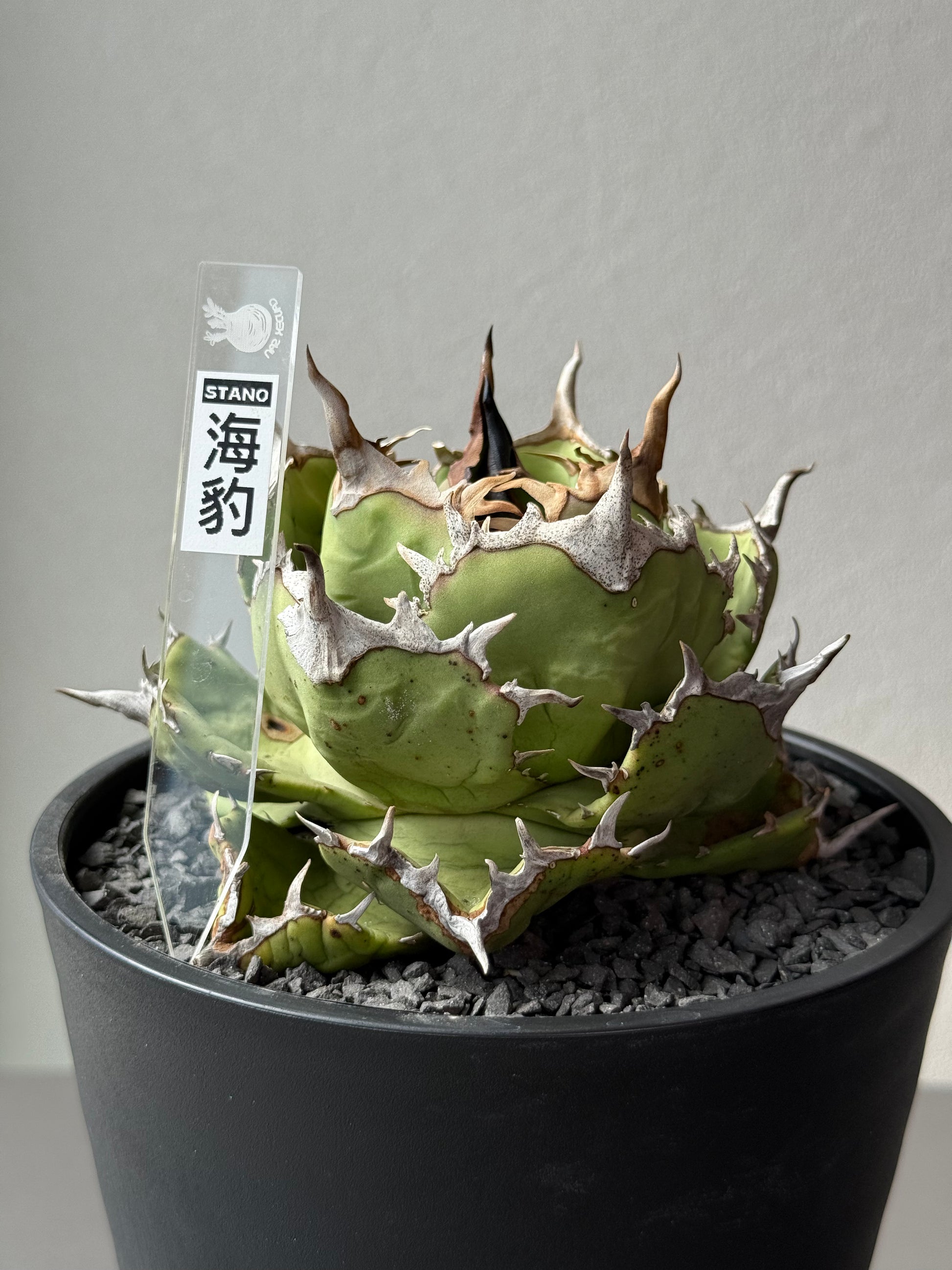 【Stano.Lab】<br>アガベ チタノタ<br> 'アザラシ' GT-26