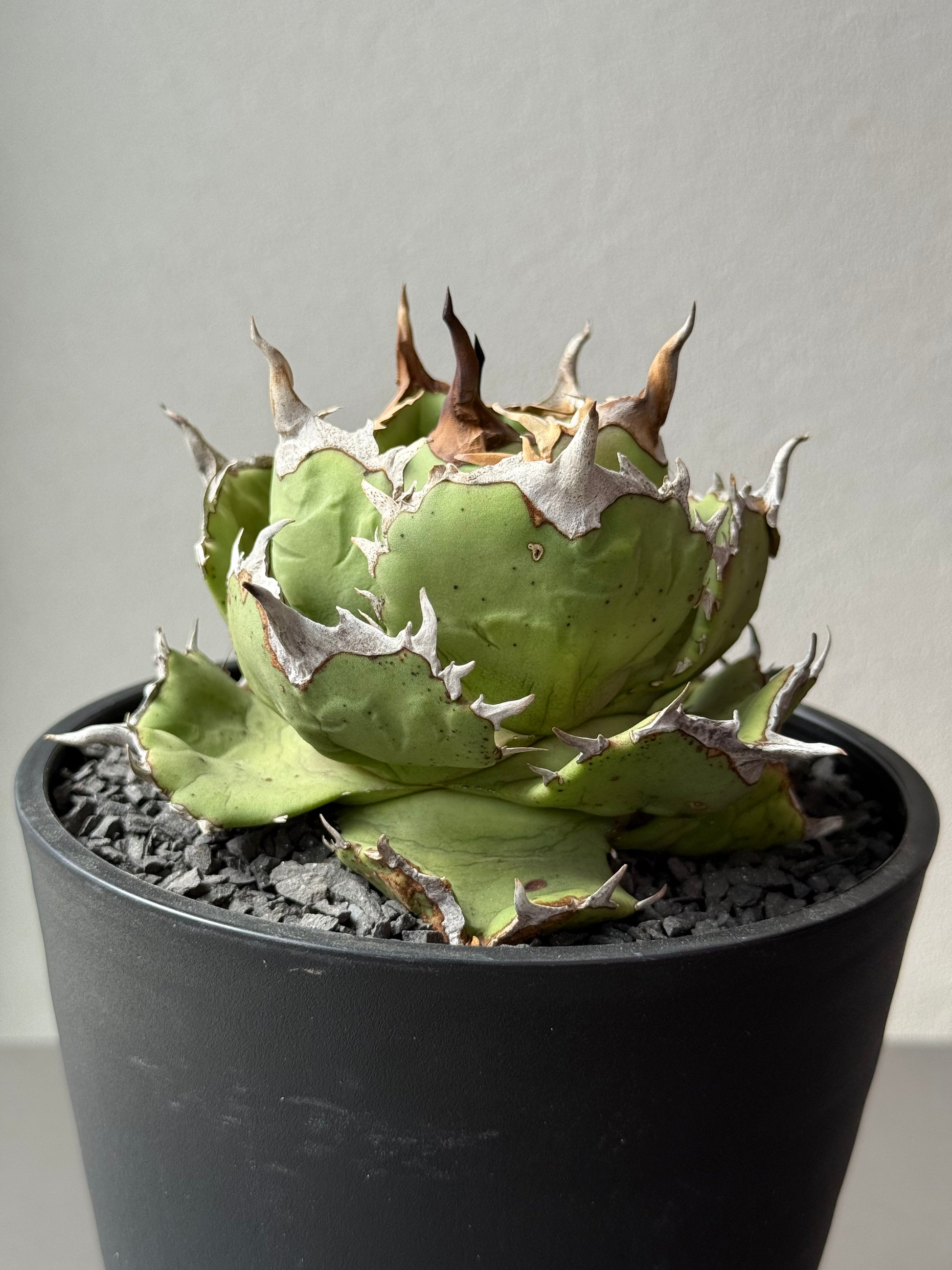 【Stano.Lab】<br>アガベ チタノタ<br> 'アザラシ' GT-26