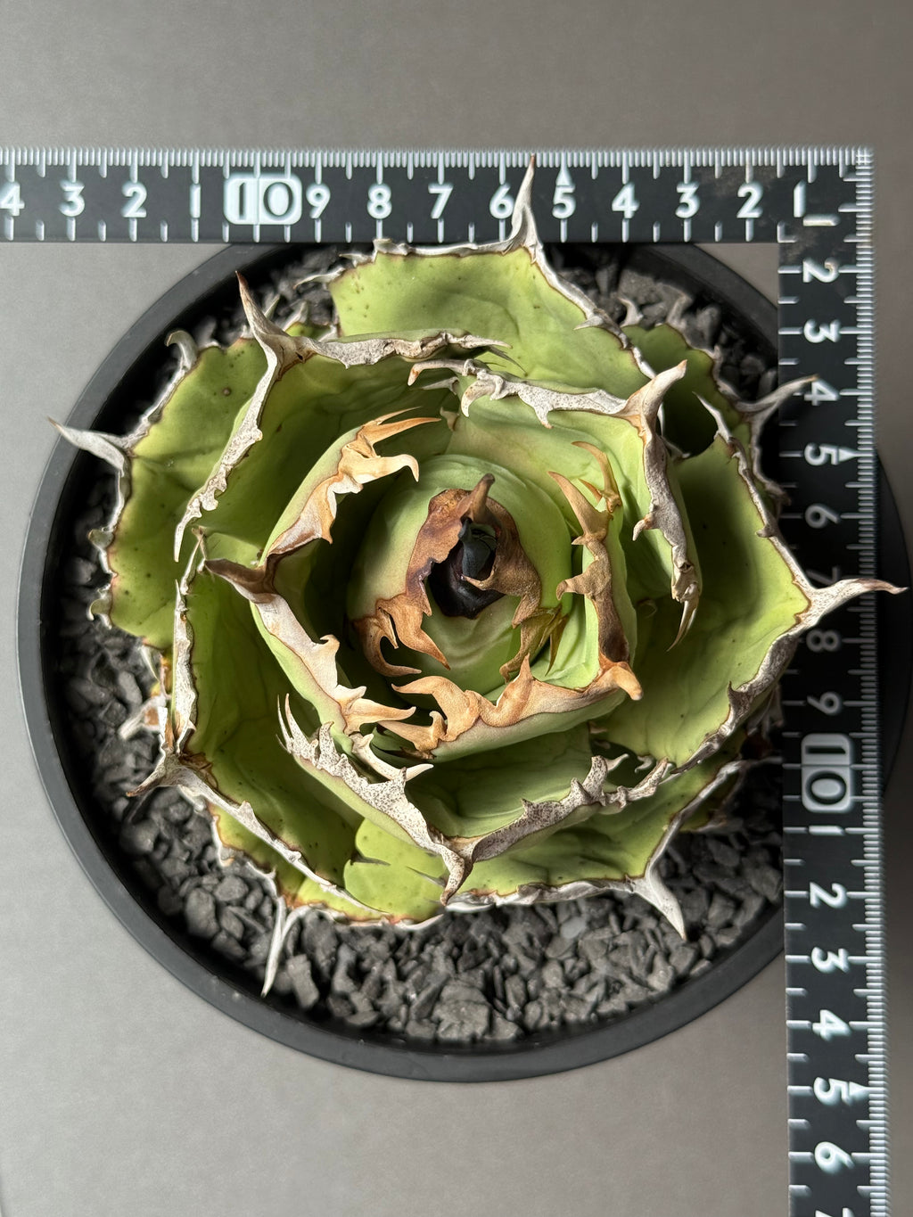 【Stano.Lab】<br>アガベ チタノタ<br> 'アザラシ' GT-26