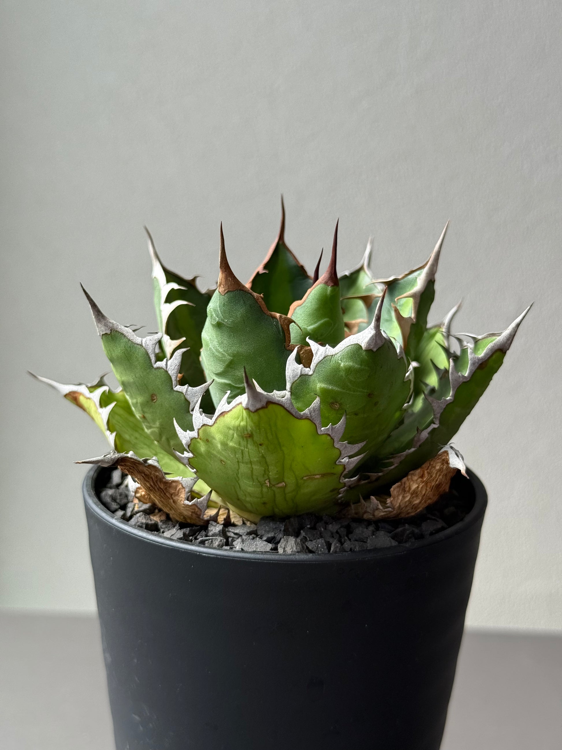 【Stano.Lab】<br>アガベ サハイブリッド<br> '万代X厳龍' GT-27