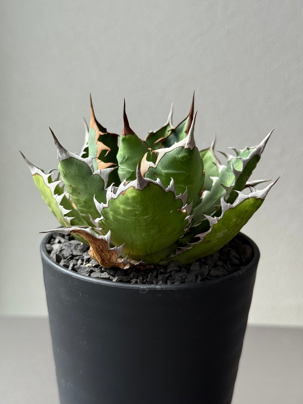 【Stano.Lab】<br>アガベ サハイブリッド<br> '万代X厳龍' GT-27