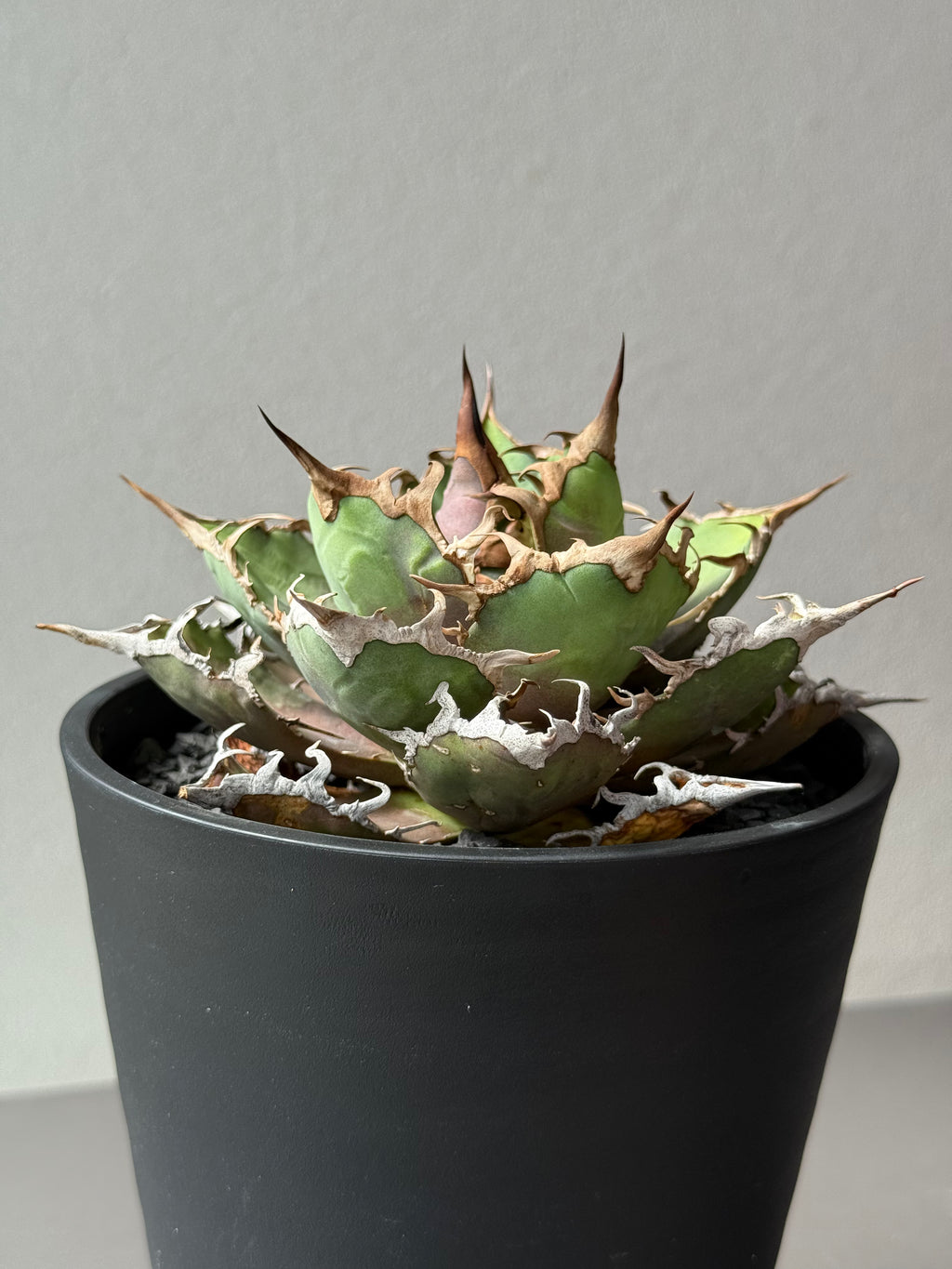 【Stano.Lab】<br>アガベ チタノタ<br> 'シーザー' GT-29