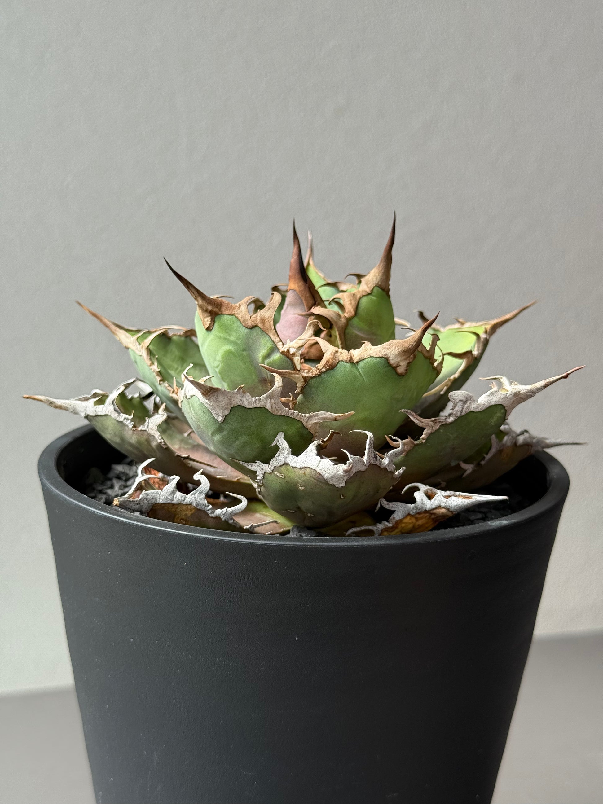 【Stano.Lab】<br>アガベ チタノタ<br> 'シーザー' GT-29