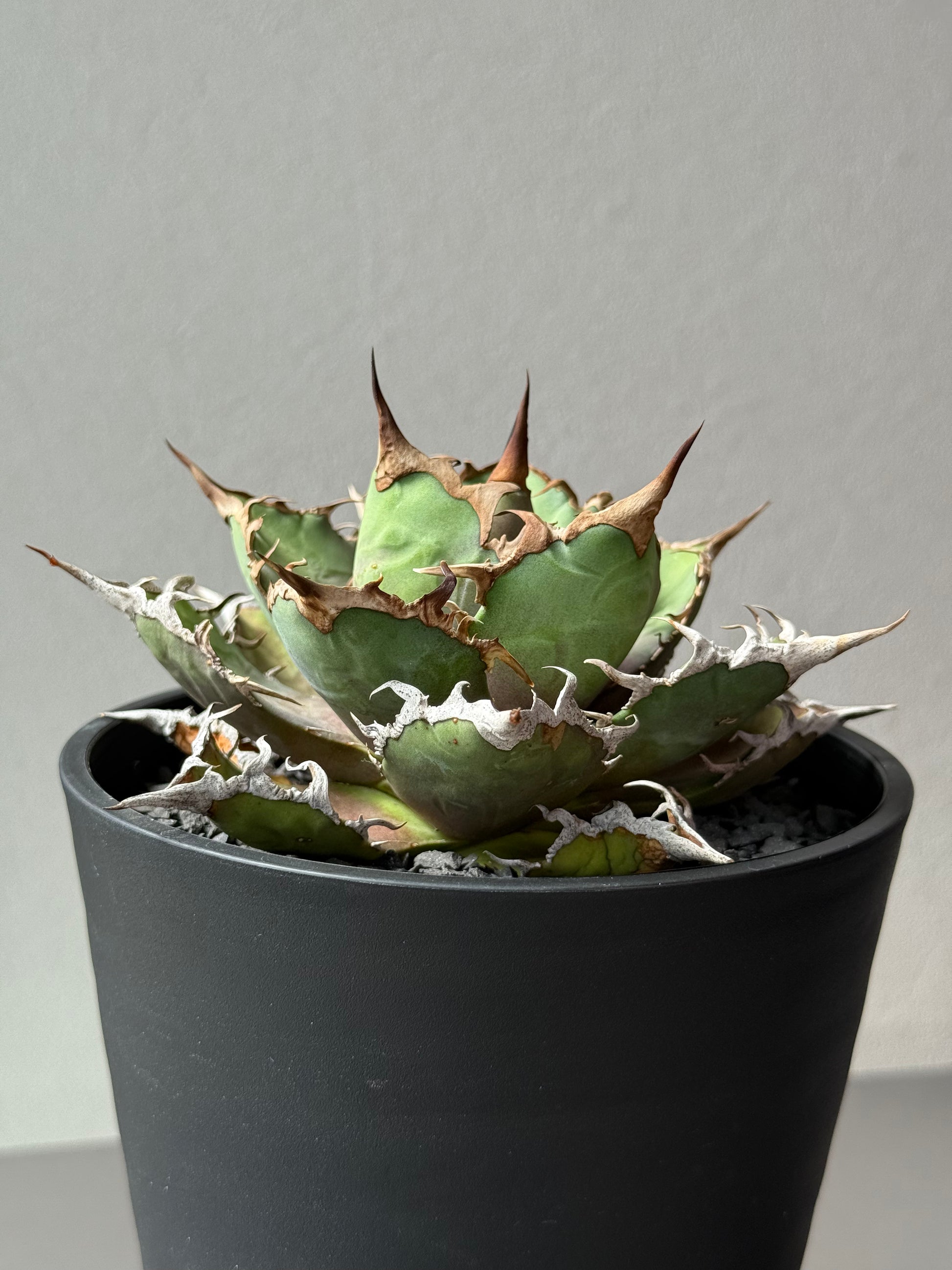 【Stano.Lab】<br>アガベ チタノタ<br> 'シーザー' GT-29