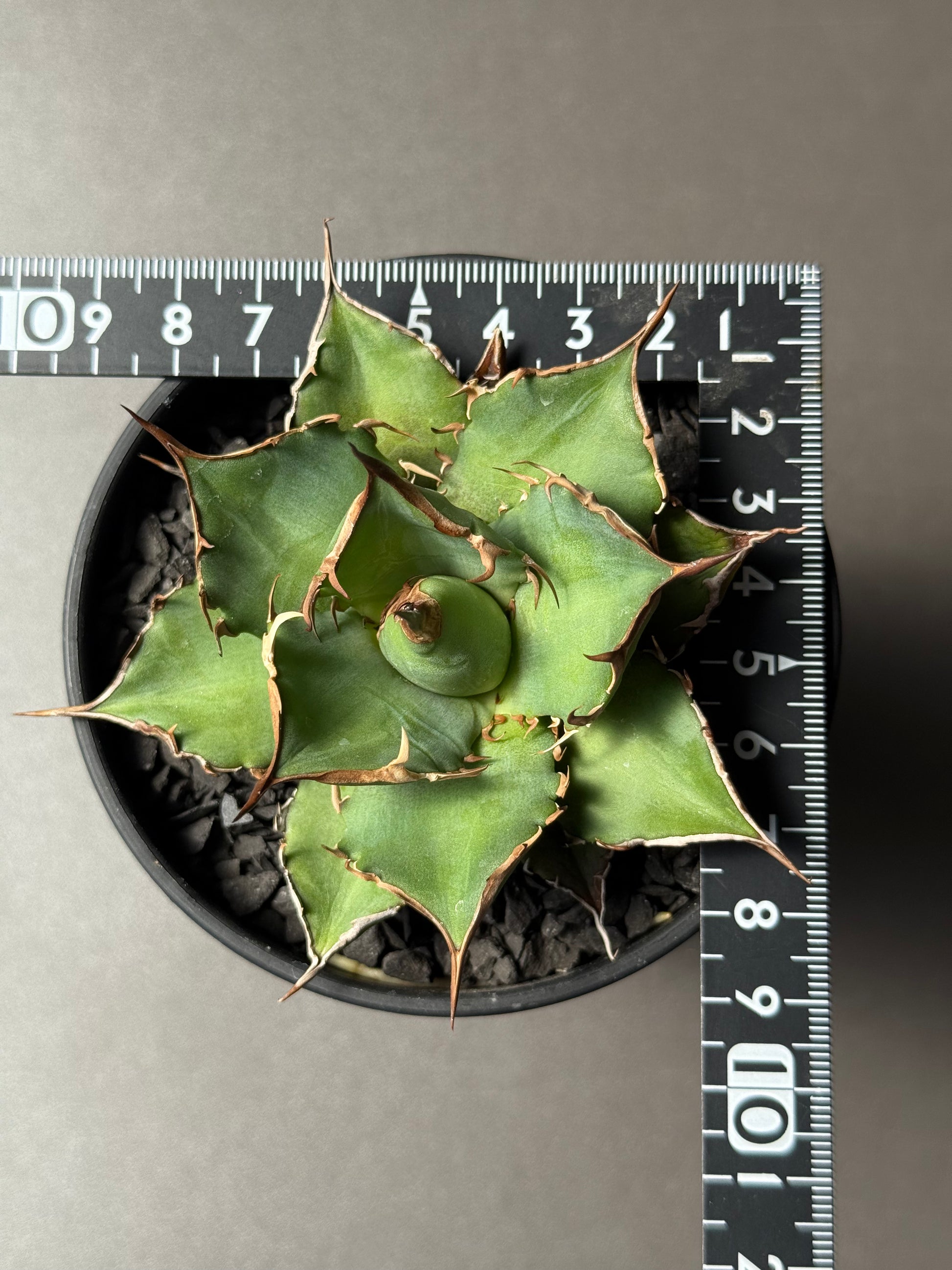 【Stano.Lab】<br>アガベ チタノタ<br> 'フィッシュ ボーン' GT-3