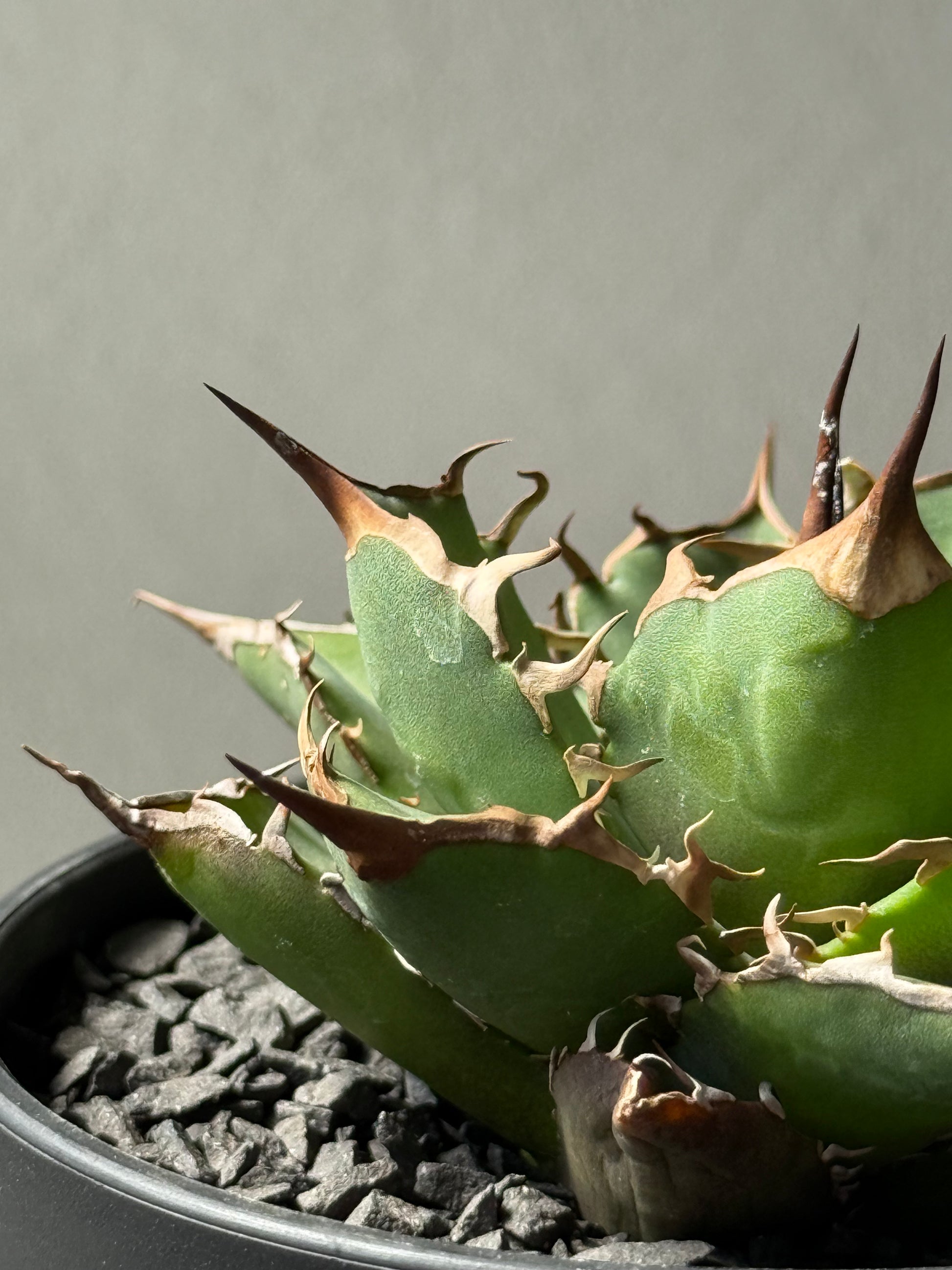 【Stano.Lab】<br>アガベ チタノタ<br> 'フィッシュ ボーン' GT-3