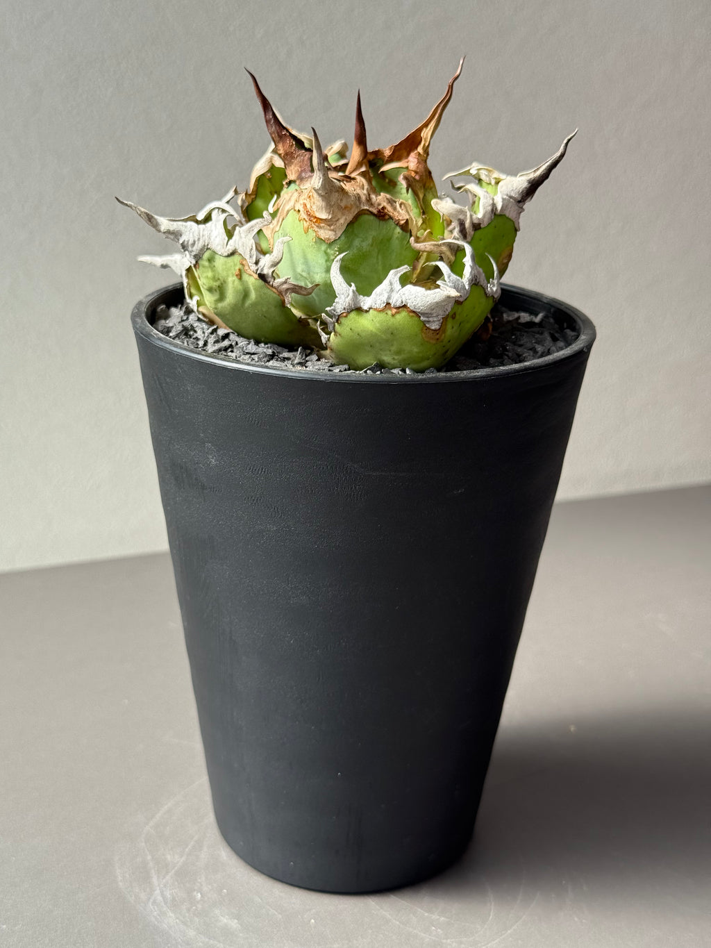 【Stano.Lab】<br>アガベ チタノタ<br> 'シーザー' GT-30