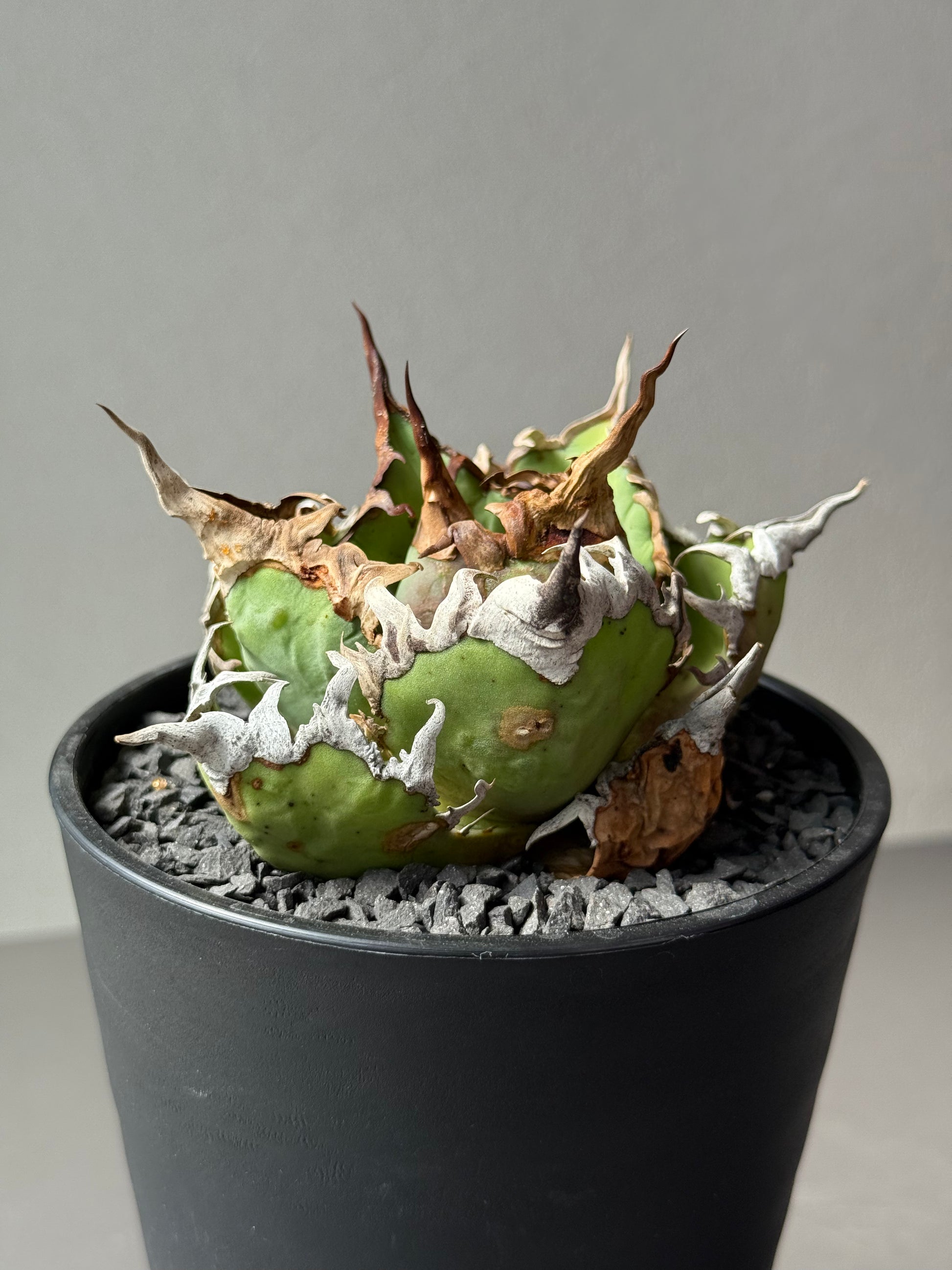 【Stano.Lab】<br>アガベ チタノタ<br> 'シーザー' GT-30