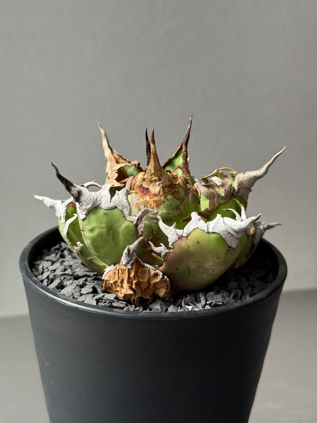 【Stano.Lab】<br>アガベ チタノタ<br> 'シーザー' GT-30