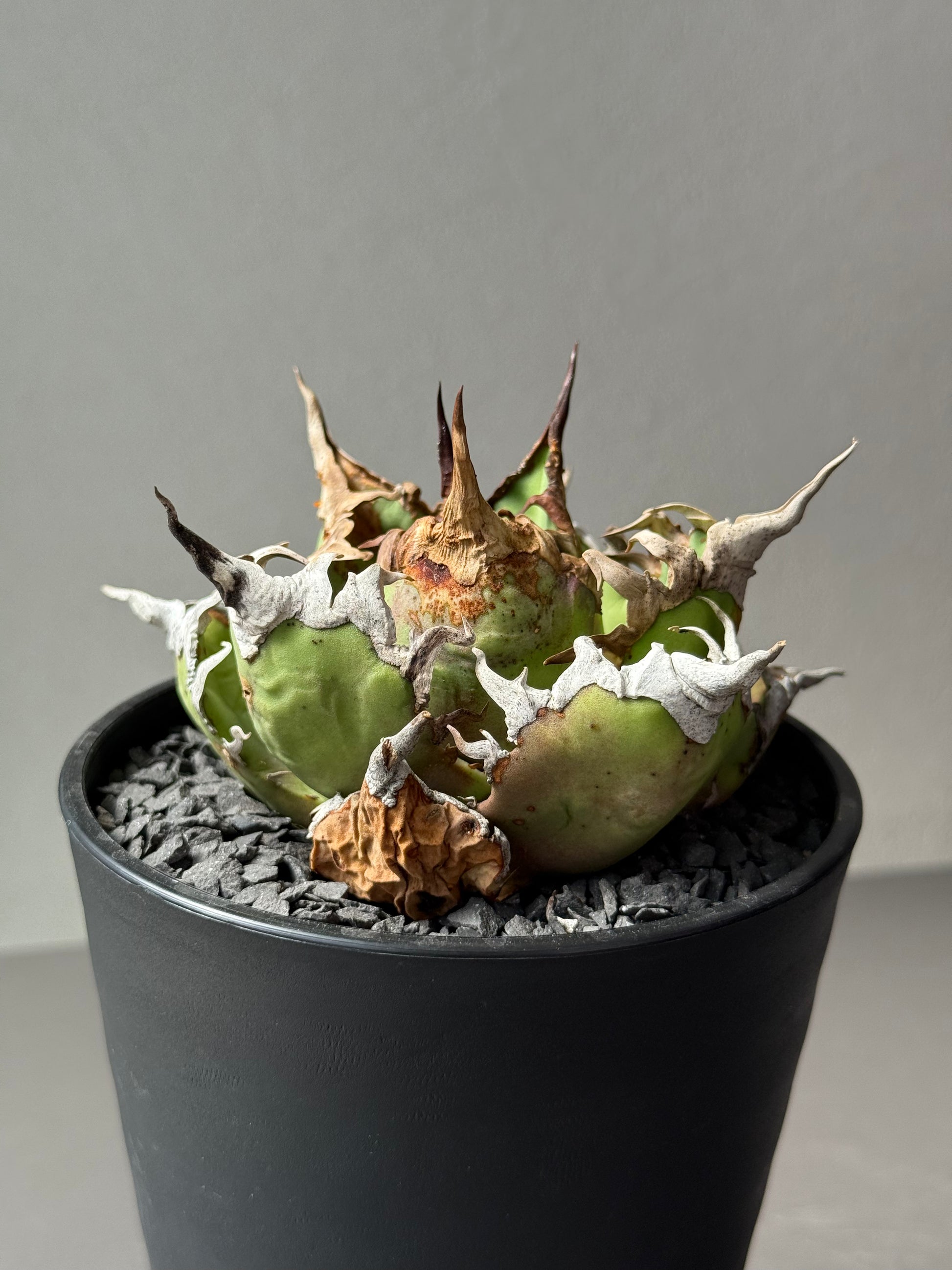 【Stano.Lab】<br>アガベ チタノタ<br> 'シーザー' GT-30