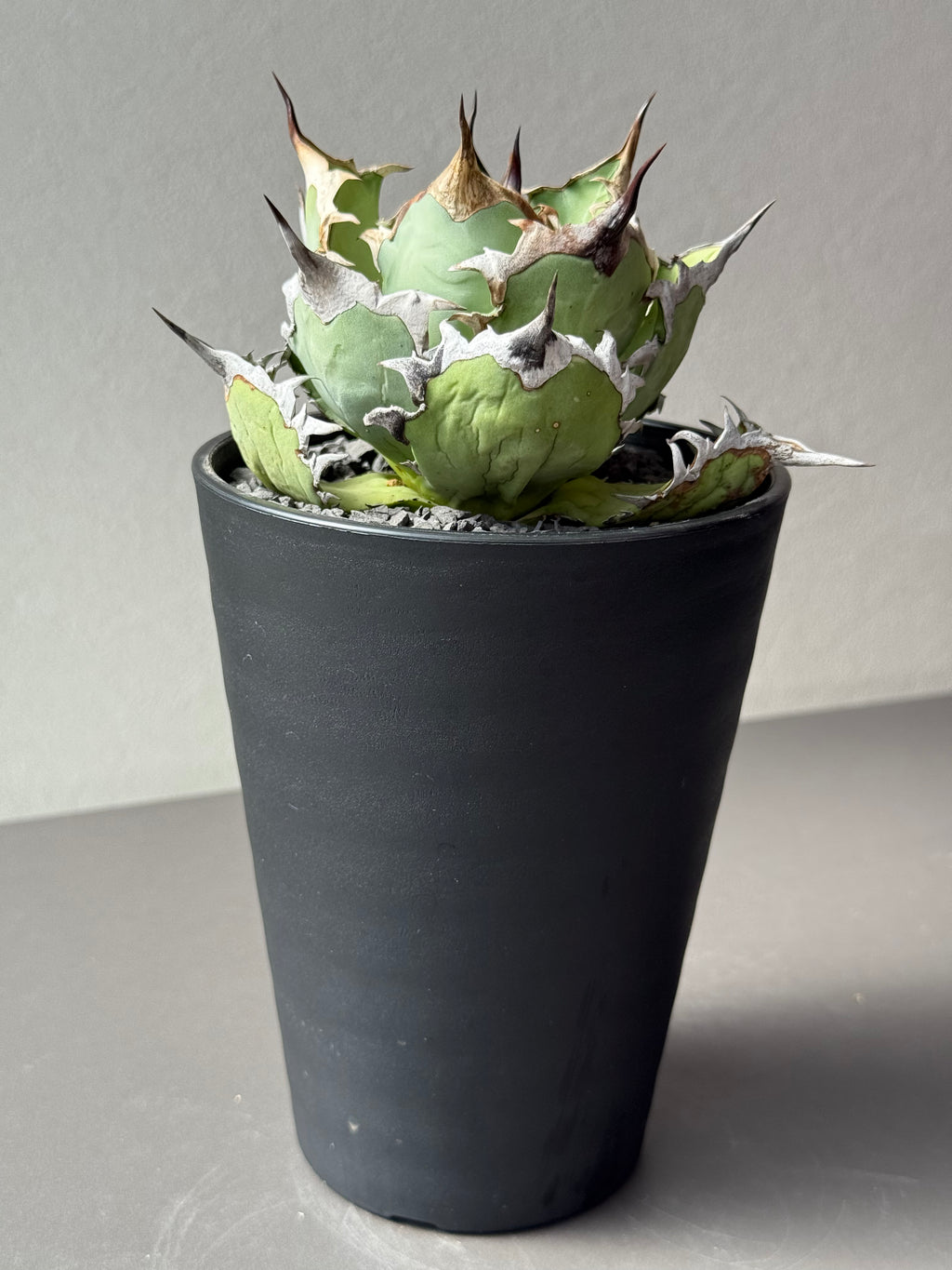 【Stano.Lab】<br>アガベ チタノタ<br> 'カゲザメ'