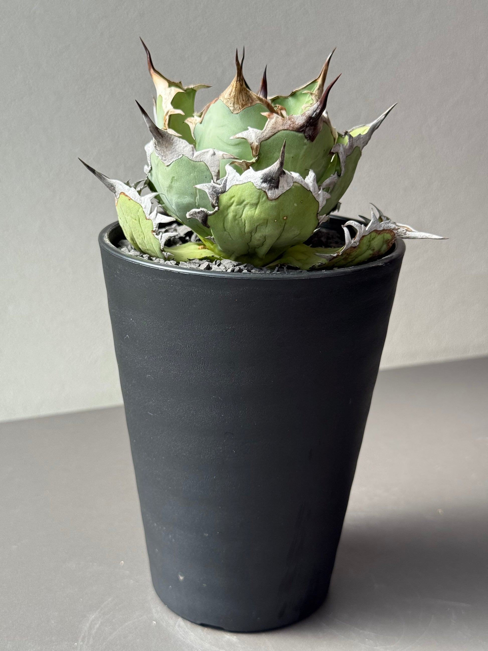 【Stano.Lab】<br>アガベ チタノタ<br> 'カゲザメ'