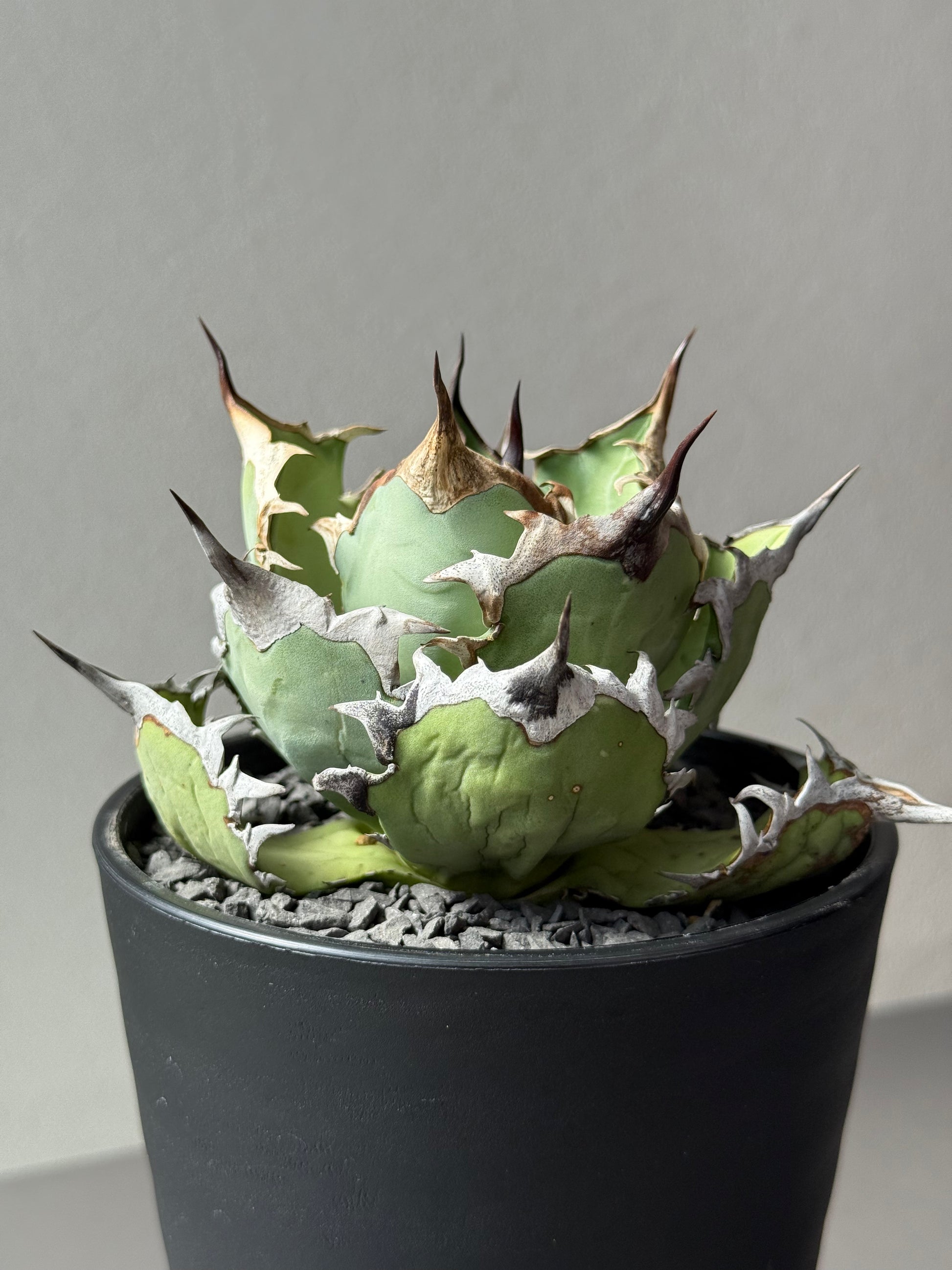 【Stano.Lab】<br>アガベ チタノタ<br> 'カゲザメ'