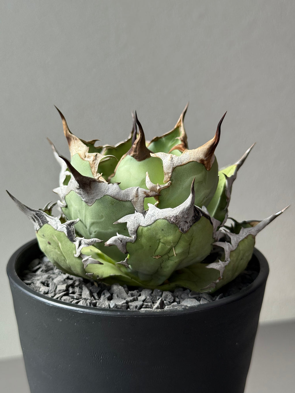 【Stano.Lab】<br>アガベ チタノタ<br> 'カゲザメ'