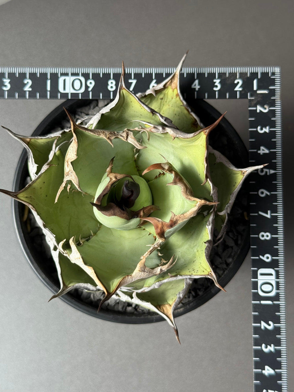 【Stano.Lab】<br>アガベ チタノタ<br> 'カゲザメ'