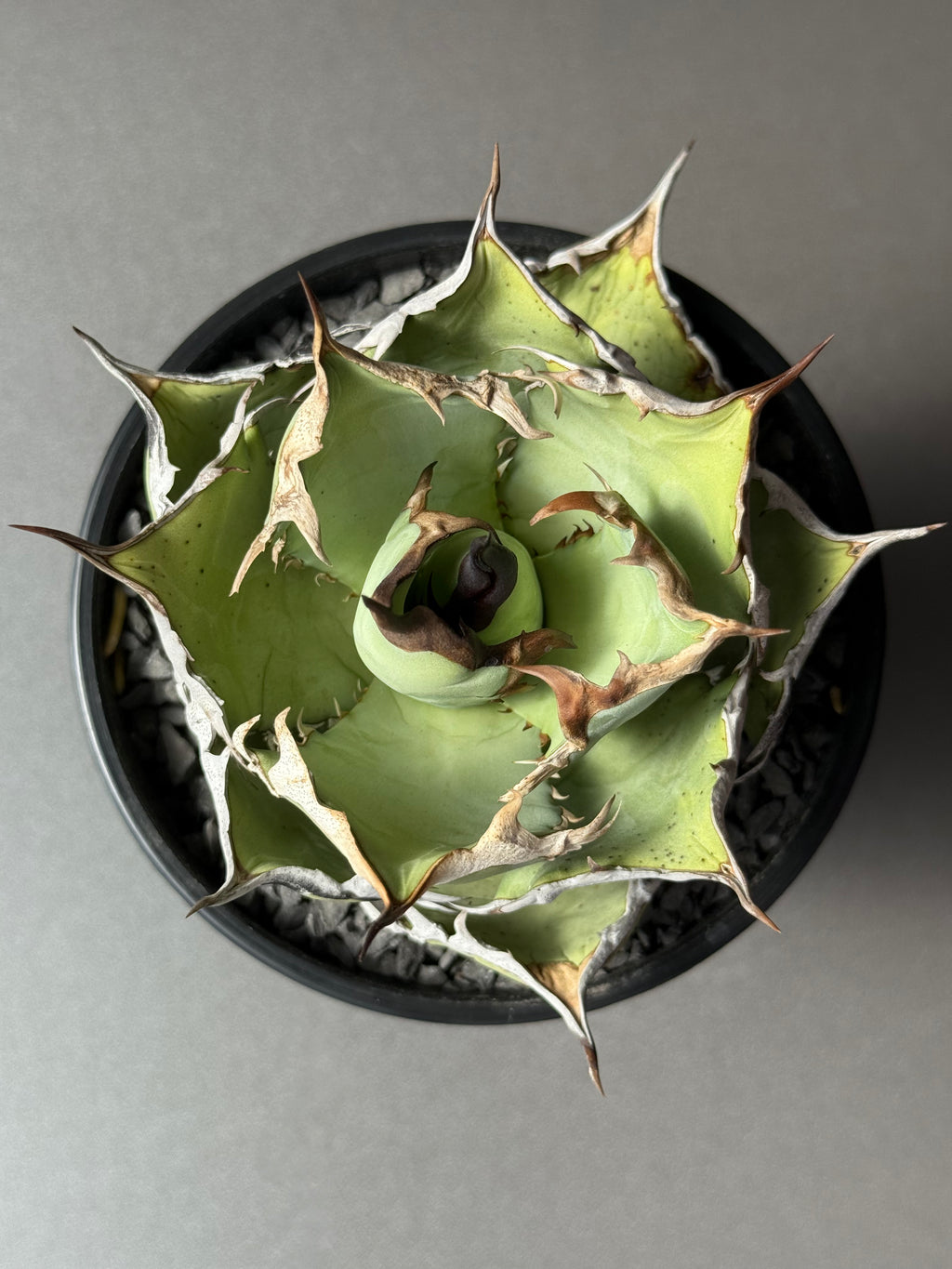 【Stano.Lab】<br>アガベ チタノタ<br> 'カゲザメ'