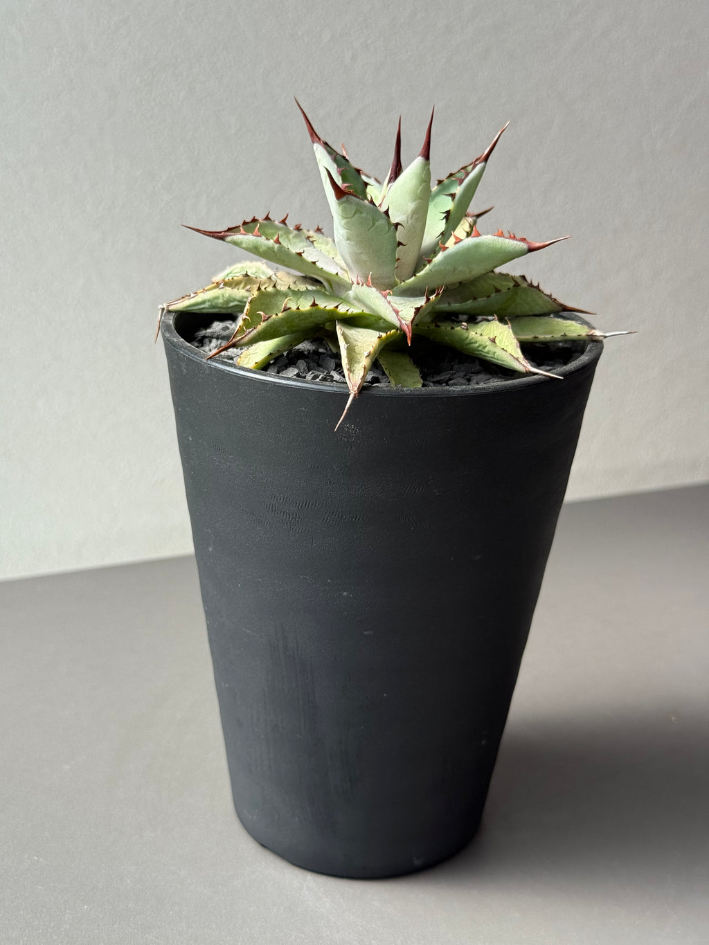 【Stano.Lab】<br>アガベ ハイブリッド<br> 吉祥冠 x 瀧雷 GL040