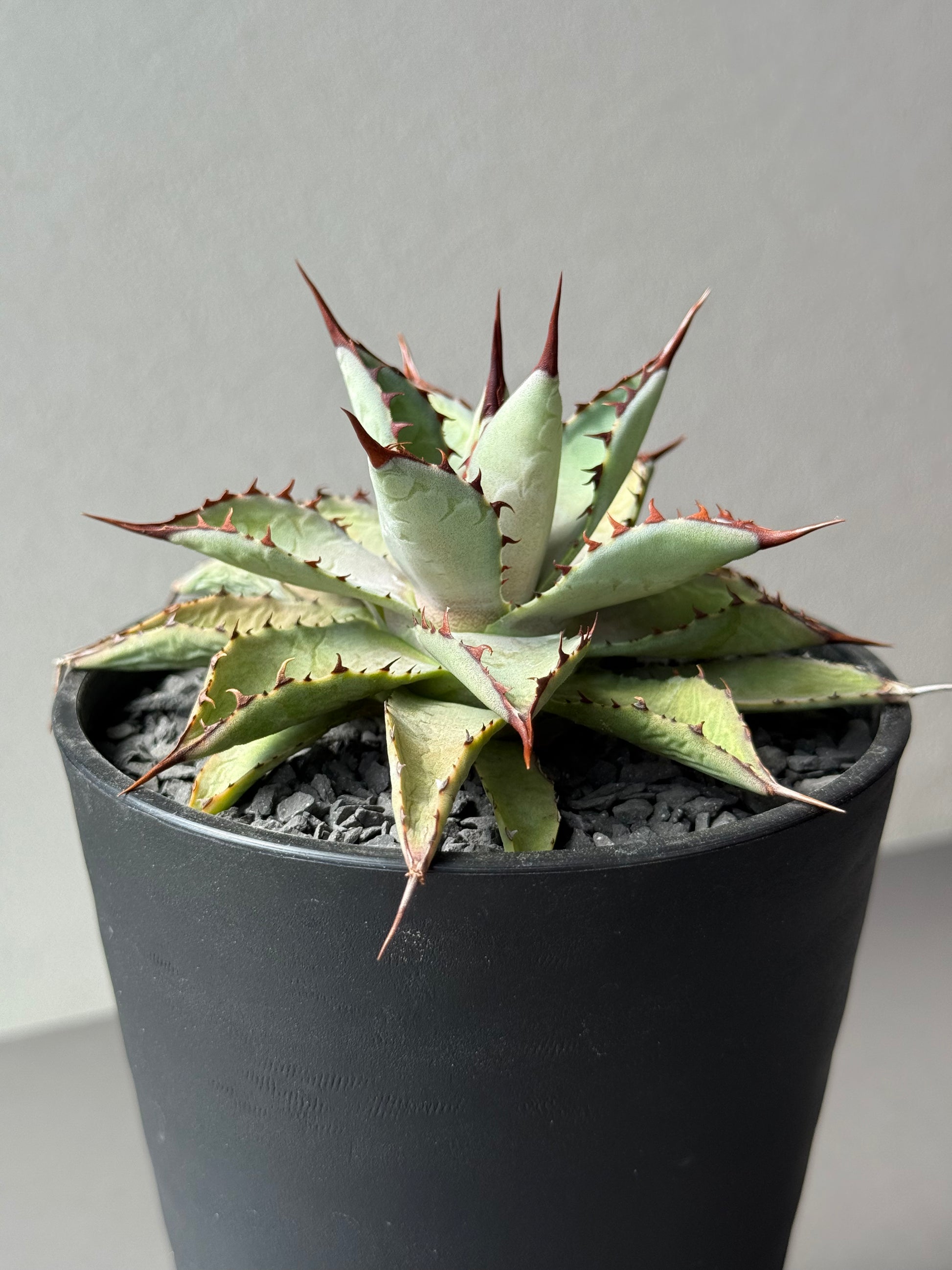 【Stano.Lab】<br>アガベ ハイブリッド<br> 吉祥冠 x 瀧雷 GL040