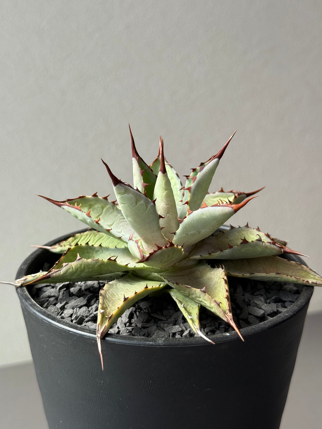 【Stano.Lab】<br>アガベ ハイブリッド<br> 吉祥冠 x 瀧雷 GL040