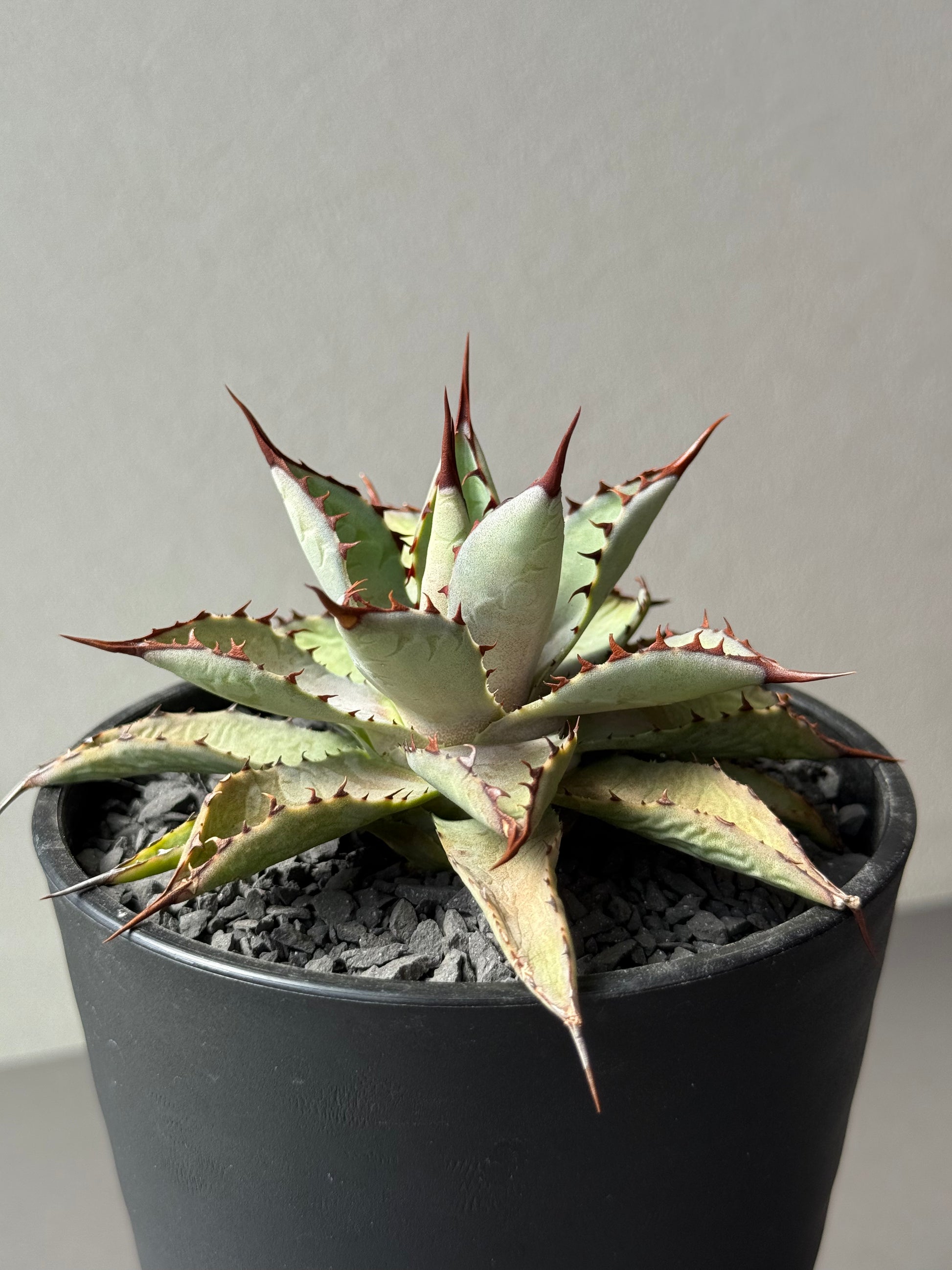 【Stano.Lab】<br>アガベ ハイブリッド<br> 吉祥冠 x 瀧雷 GL040