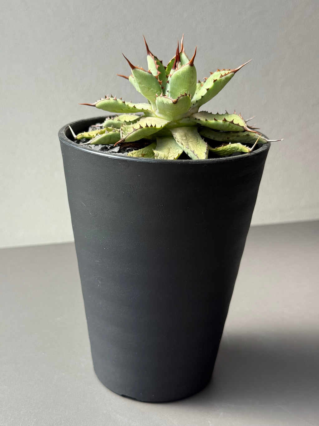 【Stano.Lab】<br>アガベ ハイブリッド<br> 吉祥冠 x 瀧雷 GL028